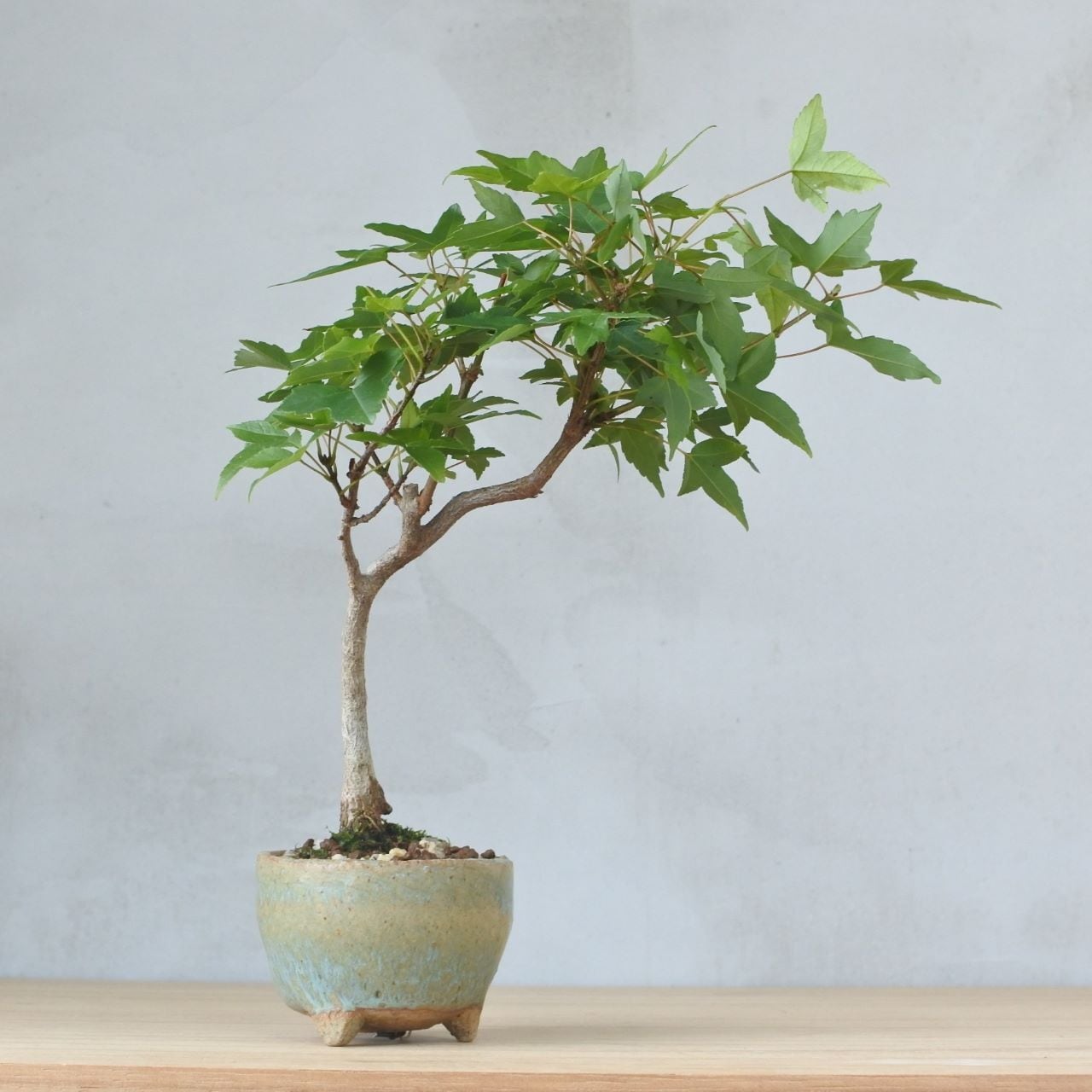 カエデ盆栽♪ カエデ寄せ植え 綺麗に紅葉するかな？ #bonsai #tridentmaple #盆栽