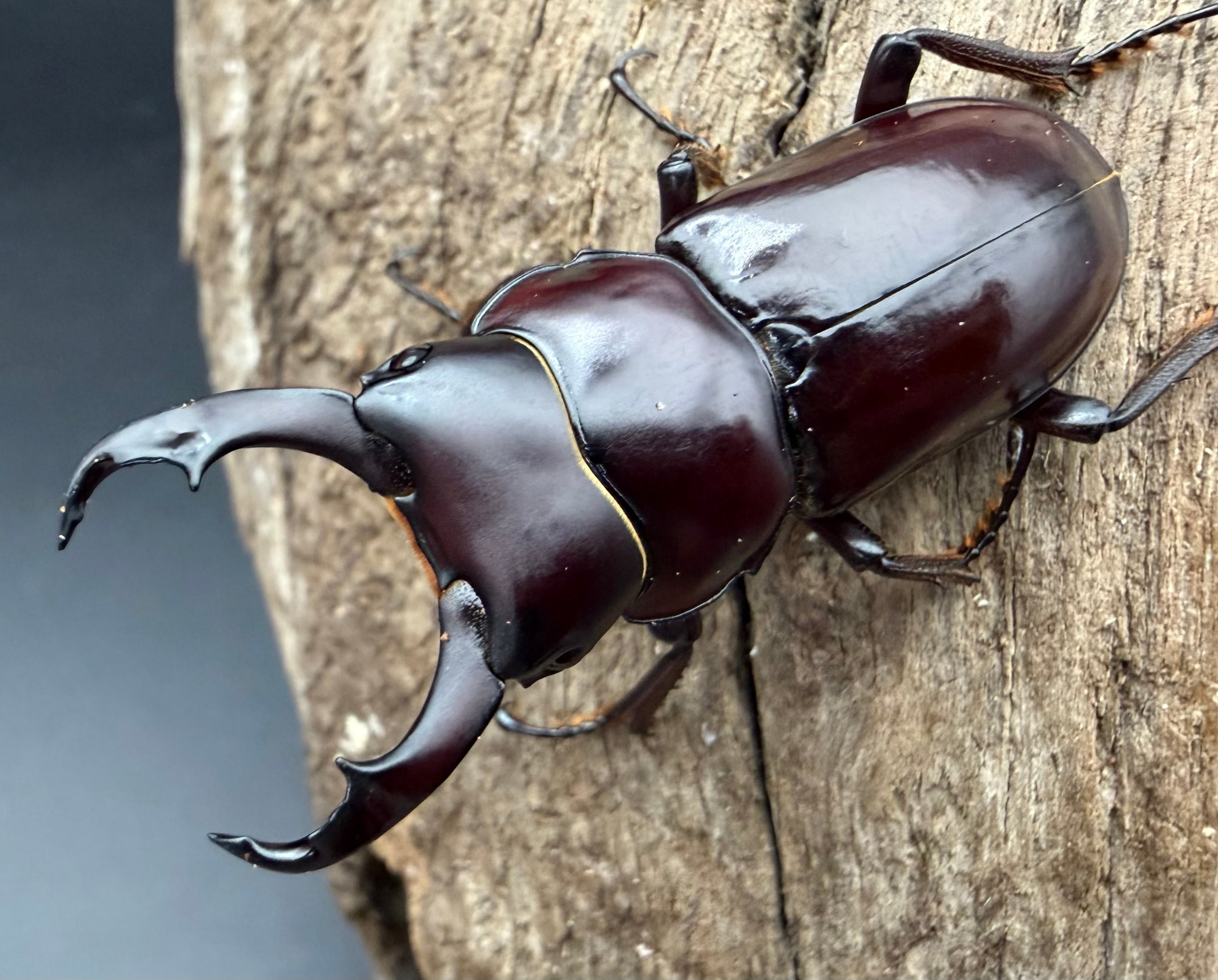 コクワガタの仲間 | KPW公式オンラインショップ