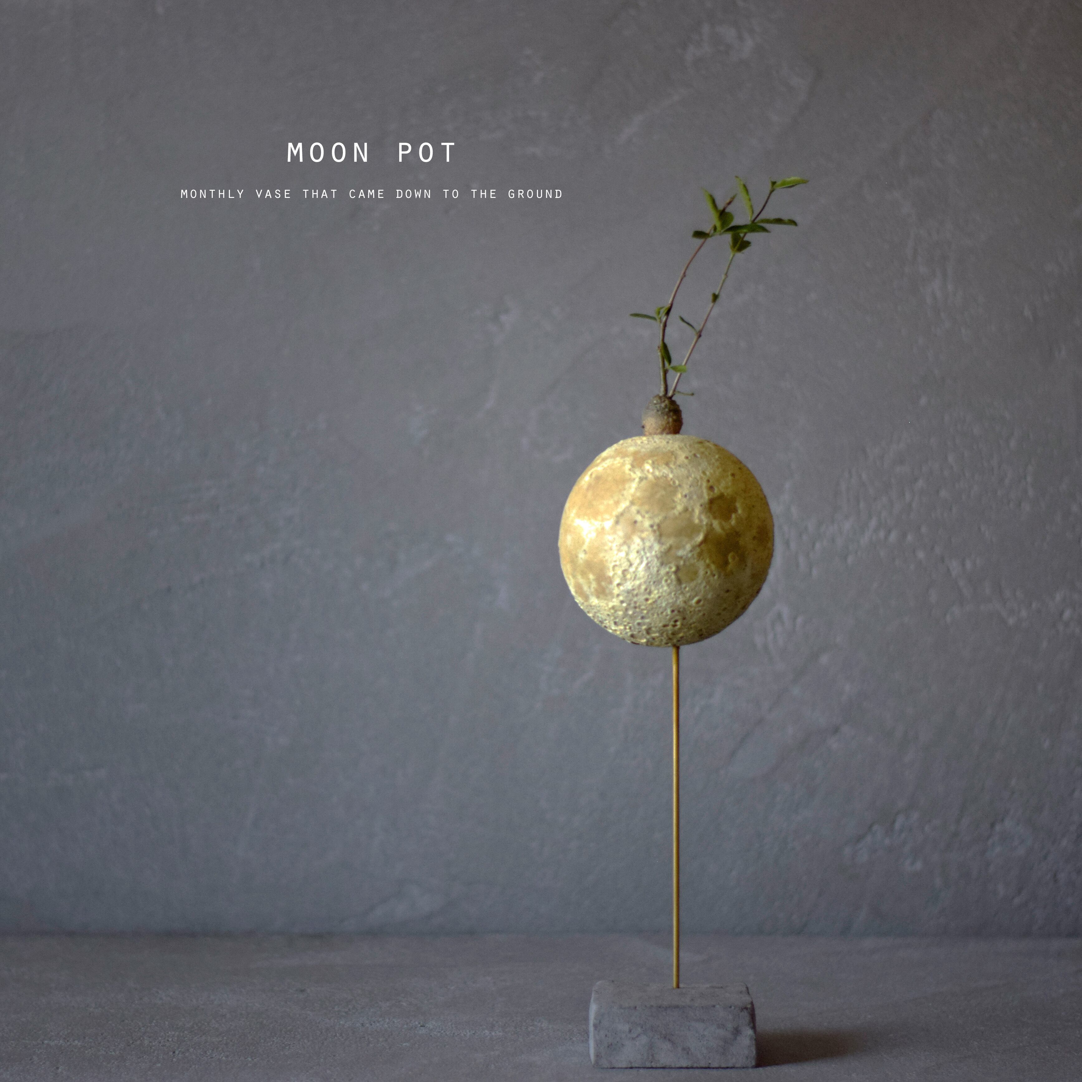 フォッケア エデュリス（火星人）　鉢ごと発送 フォッケア エデュリス（火星人） 鉢ごと発送 フォッケア エデュリス