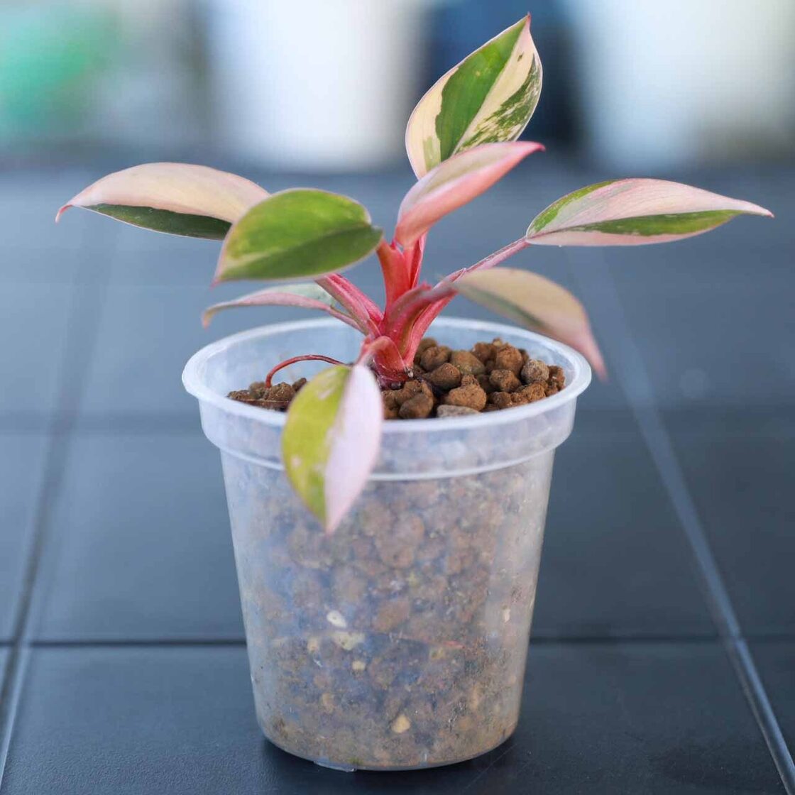 稀有種】フィロデンドロン レッドコンゴ Philodendron Red Congo  