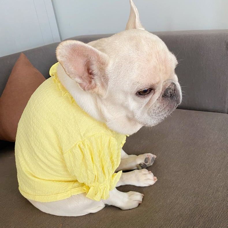 ワンピース❤️小型犬 中型犬 イエロー リボンセット | hogan shop