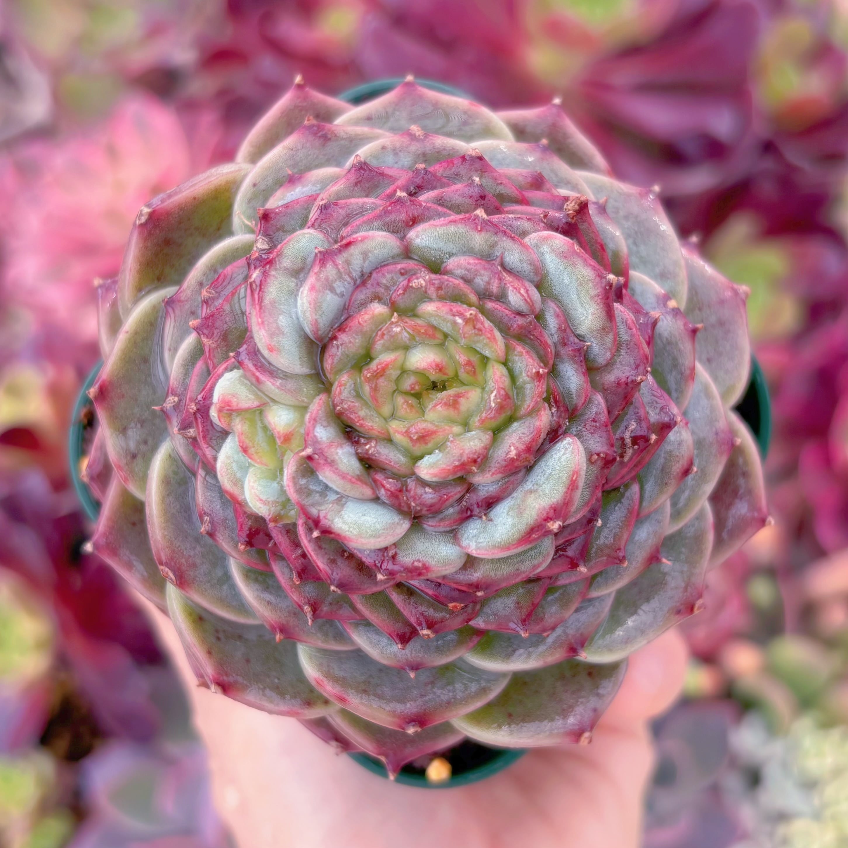 現品　レッドベルベット#F071　大苗　るる農園