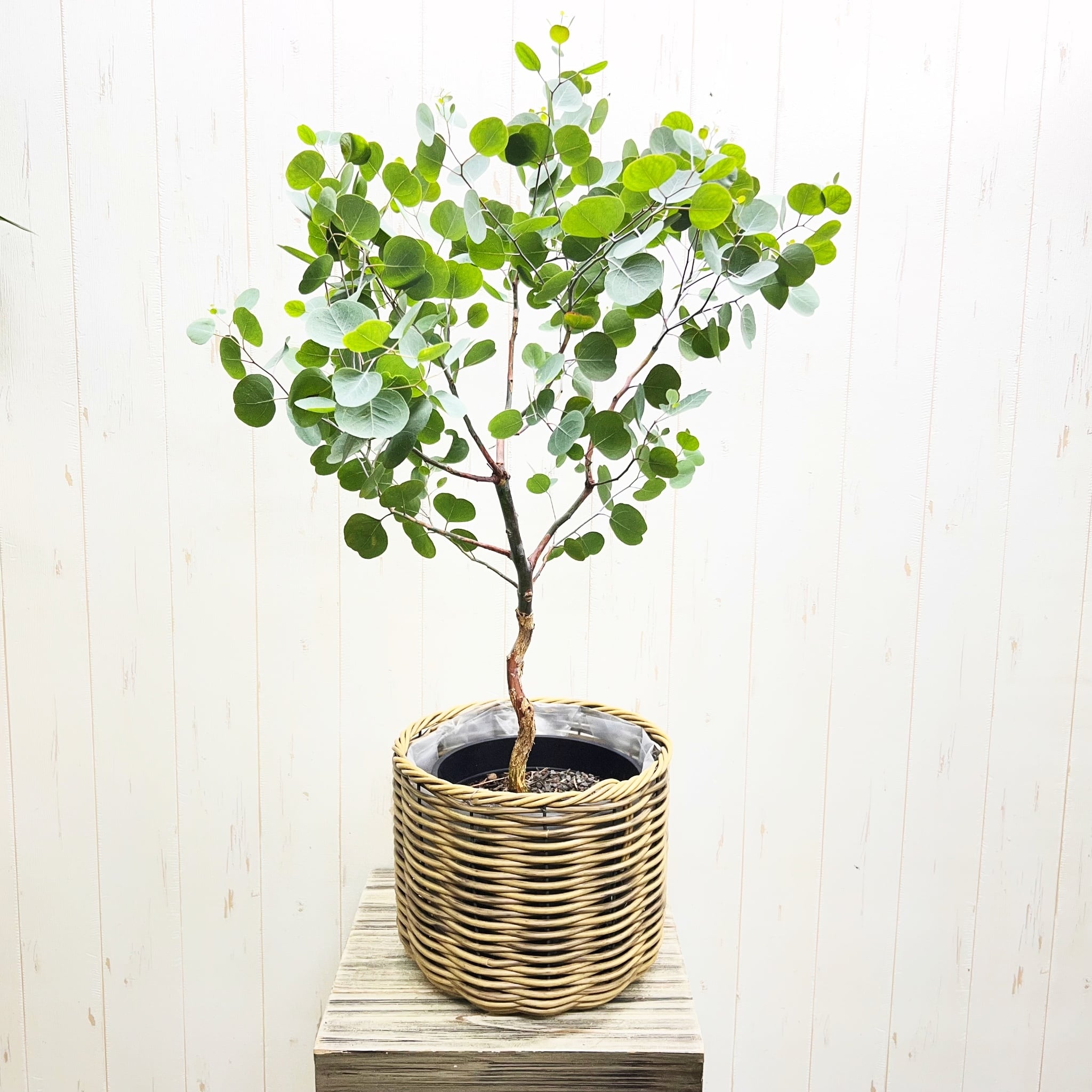 厳選樹形 幹太め ユーカリ ポポラス | PLANTS SHOP OLIVE