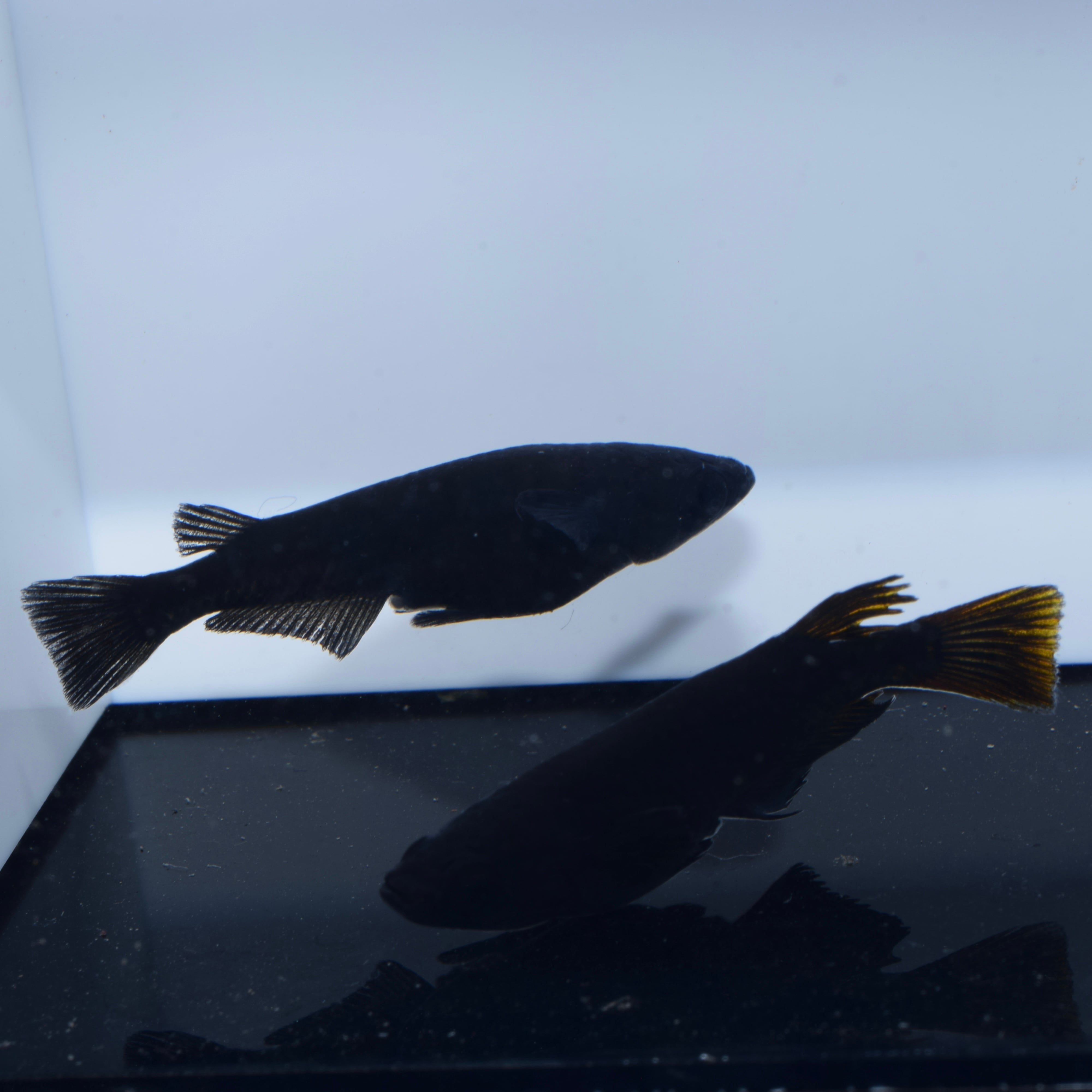 黒夢(くむ) 1ペア【現物】 | tomo めだか