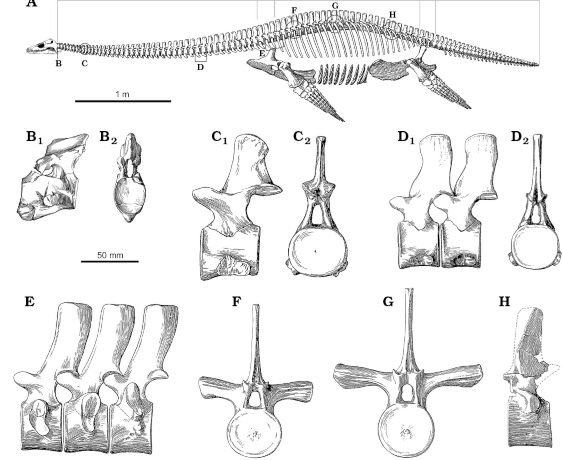 棘あり！極上保存！プレシオサウルス(エラスモサウルス)の椎骨化石