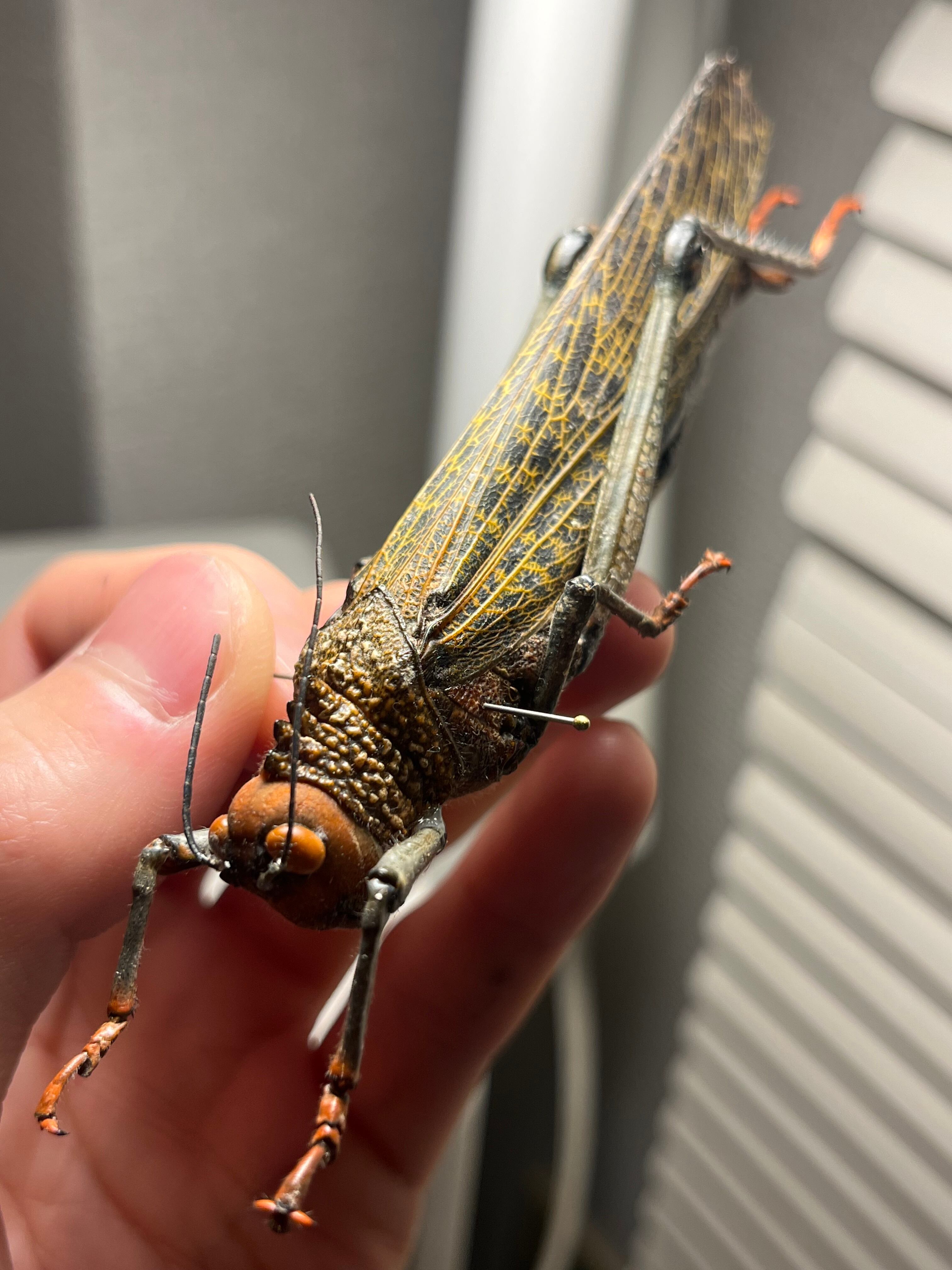 飛蝗最大級】シタムラサキオオバッタ 昆虫標本 直翅類 カマキリ