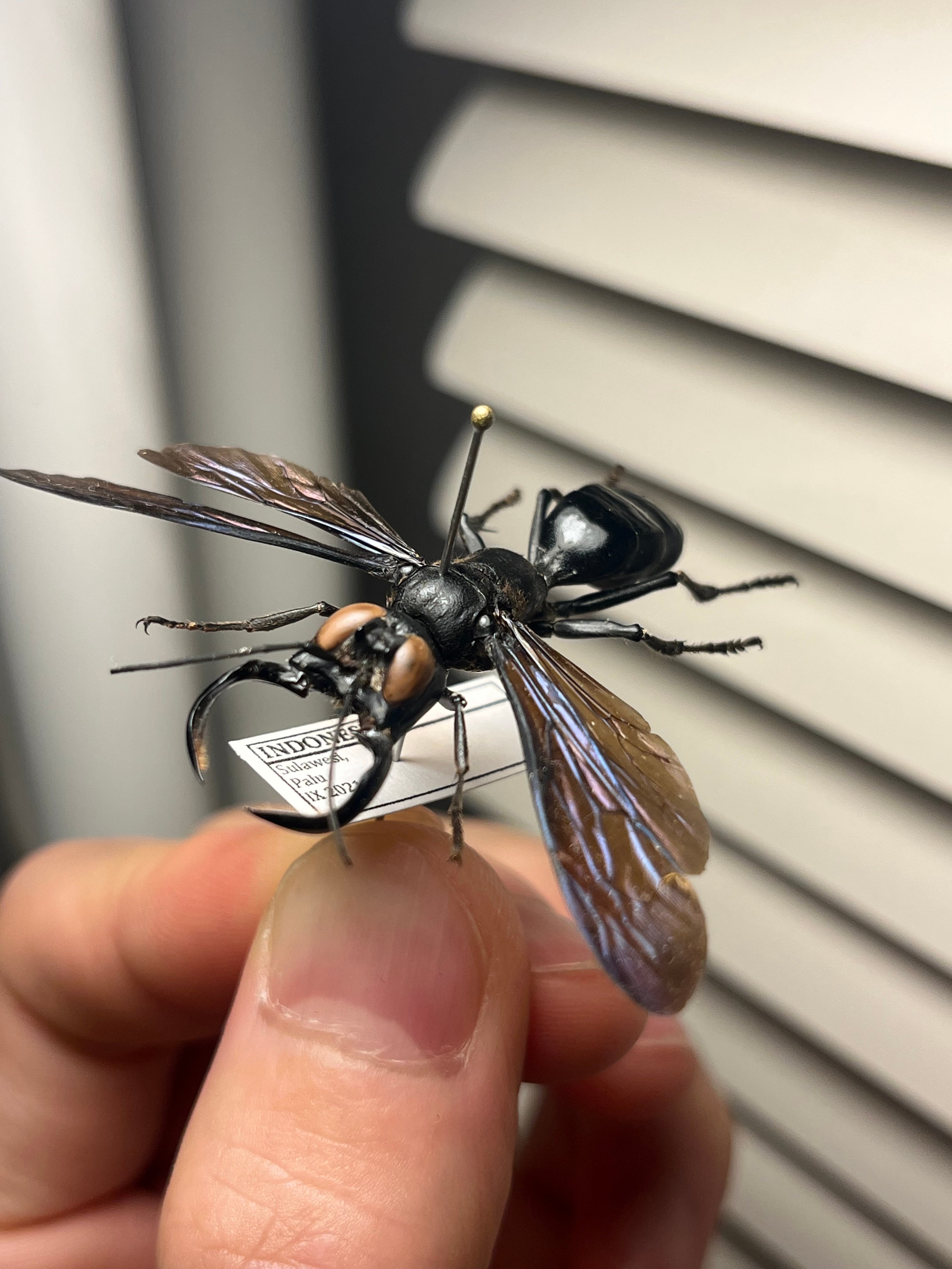 メガララガルーダMegalara garuda 標本 インドネシア産 メガララガルーダMegalara garuda 標本 インドネシア産 - メルカリ