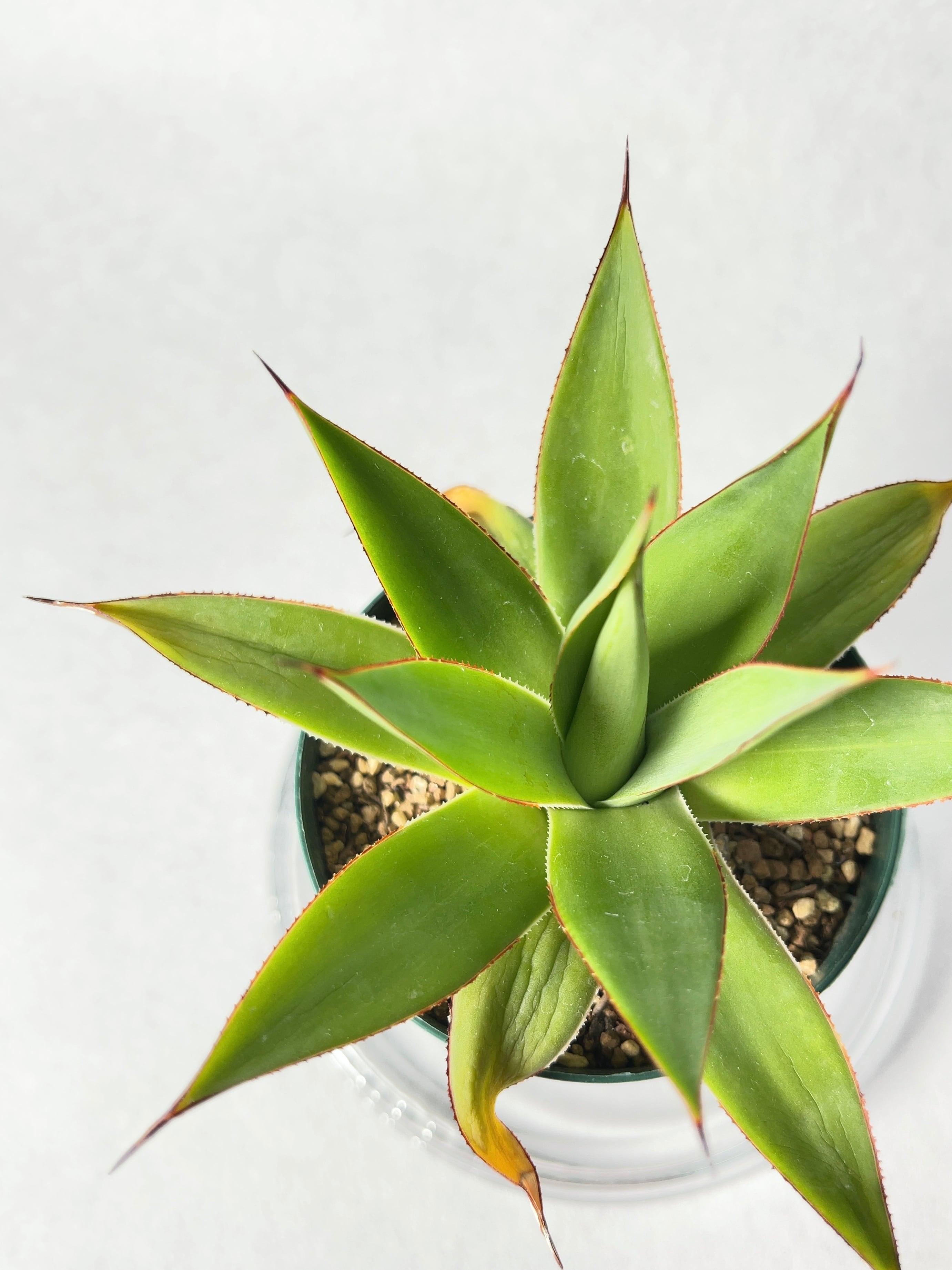 アガベ・ロマニー | trigger