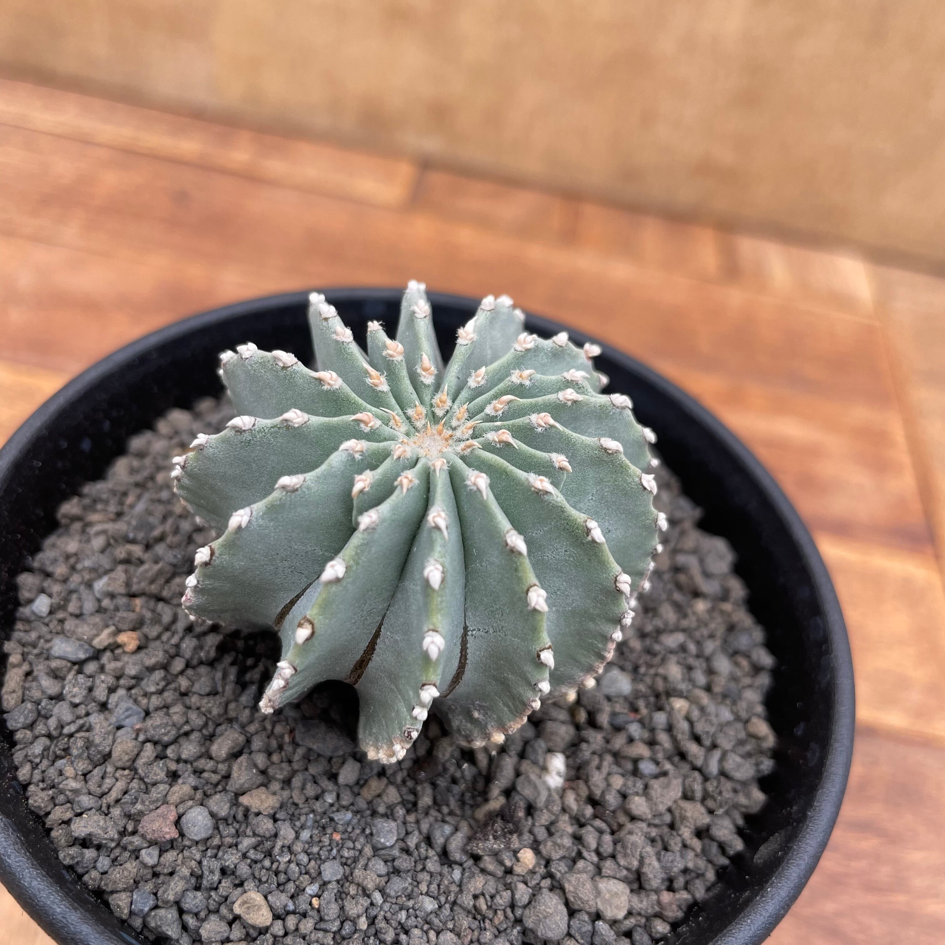 Geohintonia mexicana【ゲオヒントニア・メキシカーナ・実生