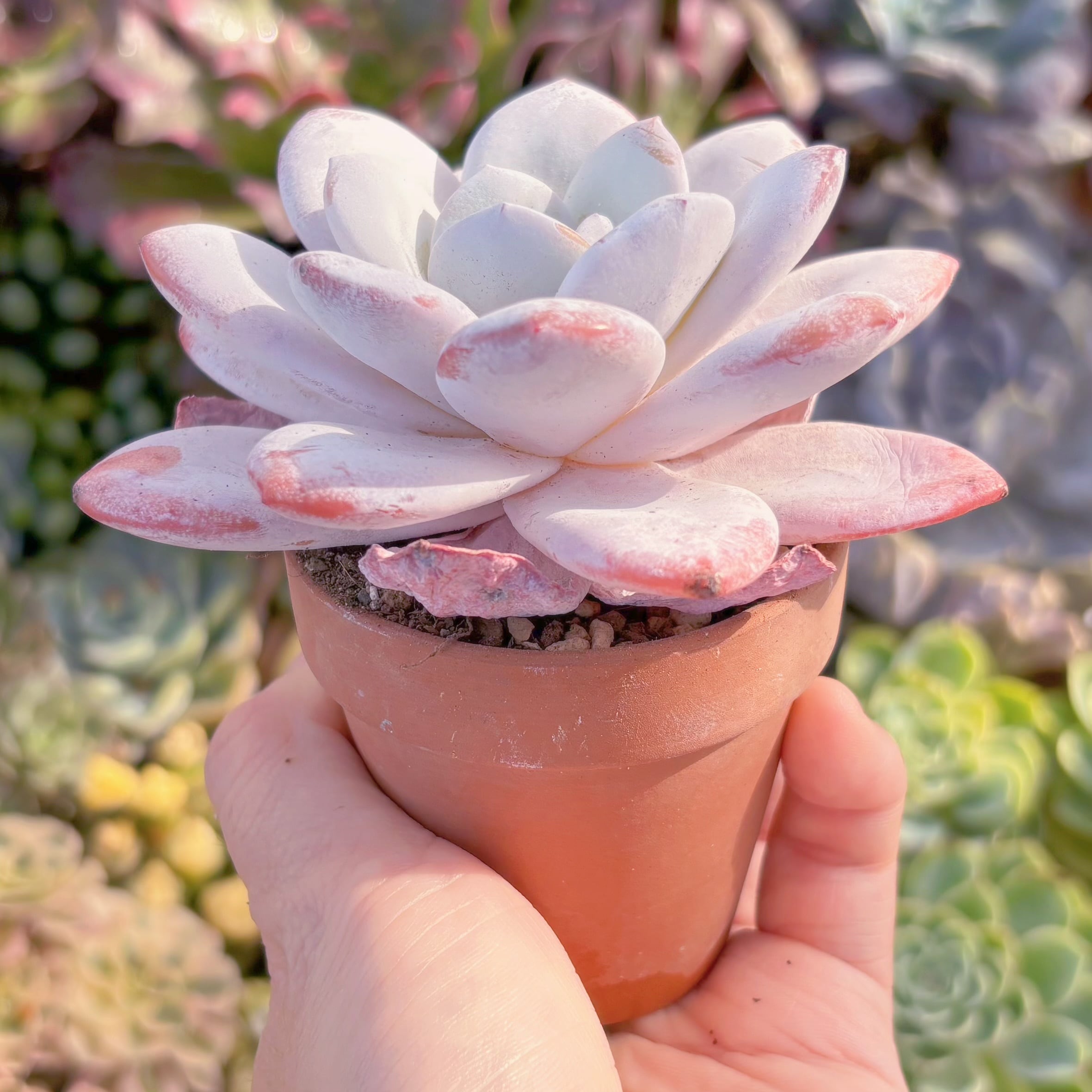 多肉植物 ピンクラウイ 新入荷 るる農園 | るる農園~多肉植物専門