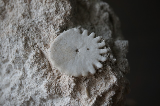 モロッコ産ウニ化石 Rotuloidea fimbriata 2397