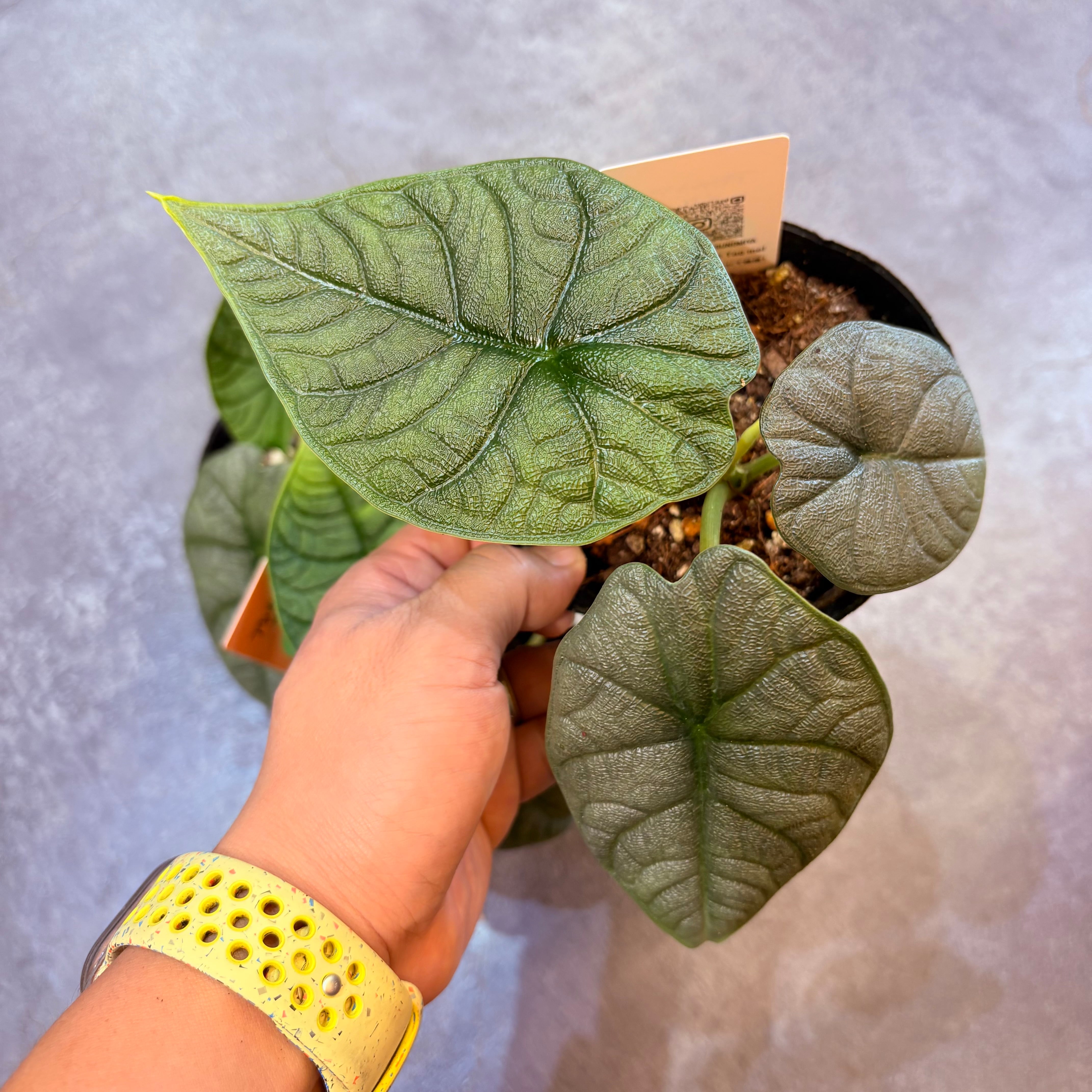 アロカシア メロ 3.5号 | Green Vibes 宇都宮市の観葉植物専門店