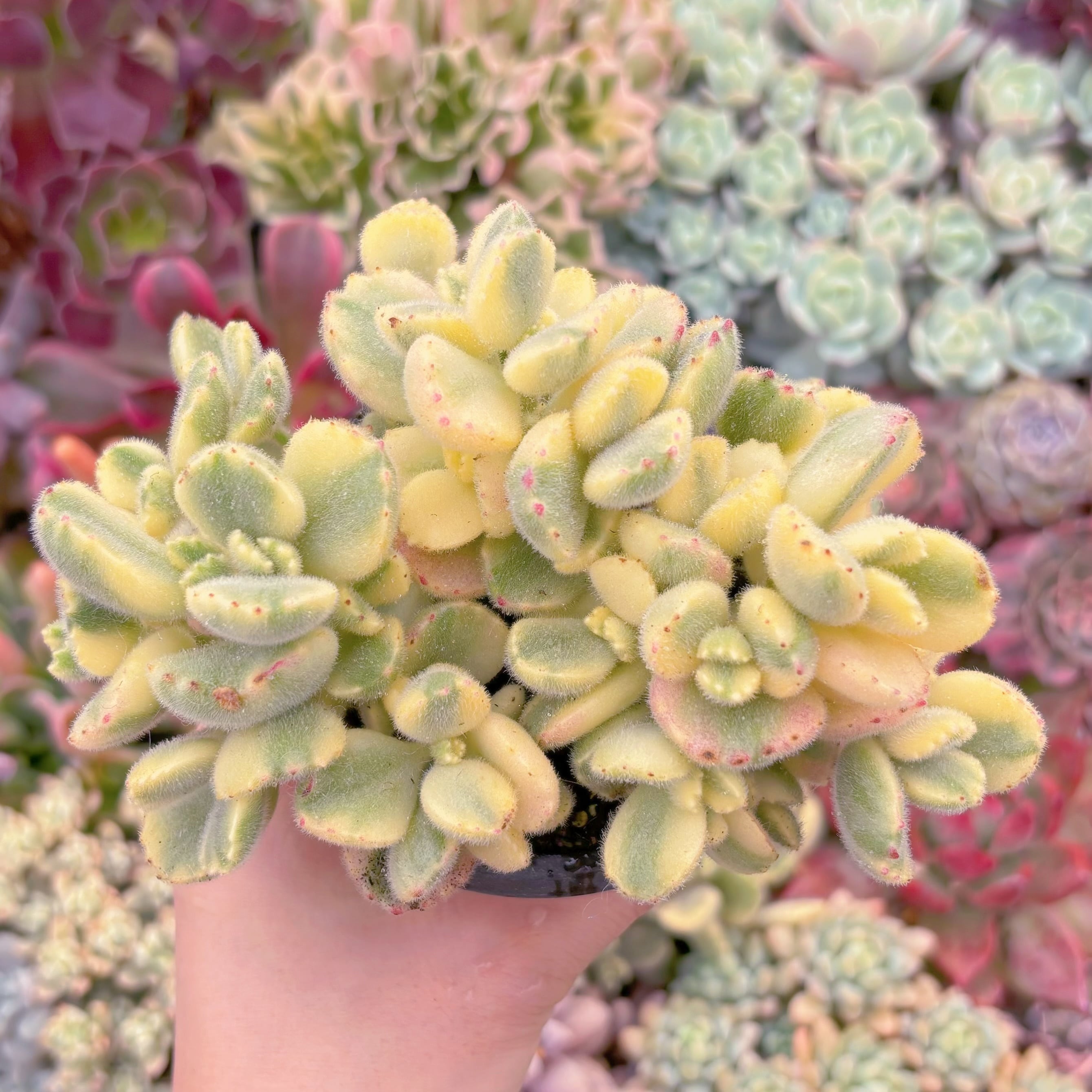 現品　白熊#657　群生　るる農園