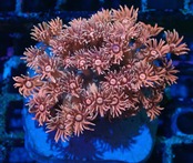 【現地買付】Goniopora FromMakassar 8