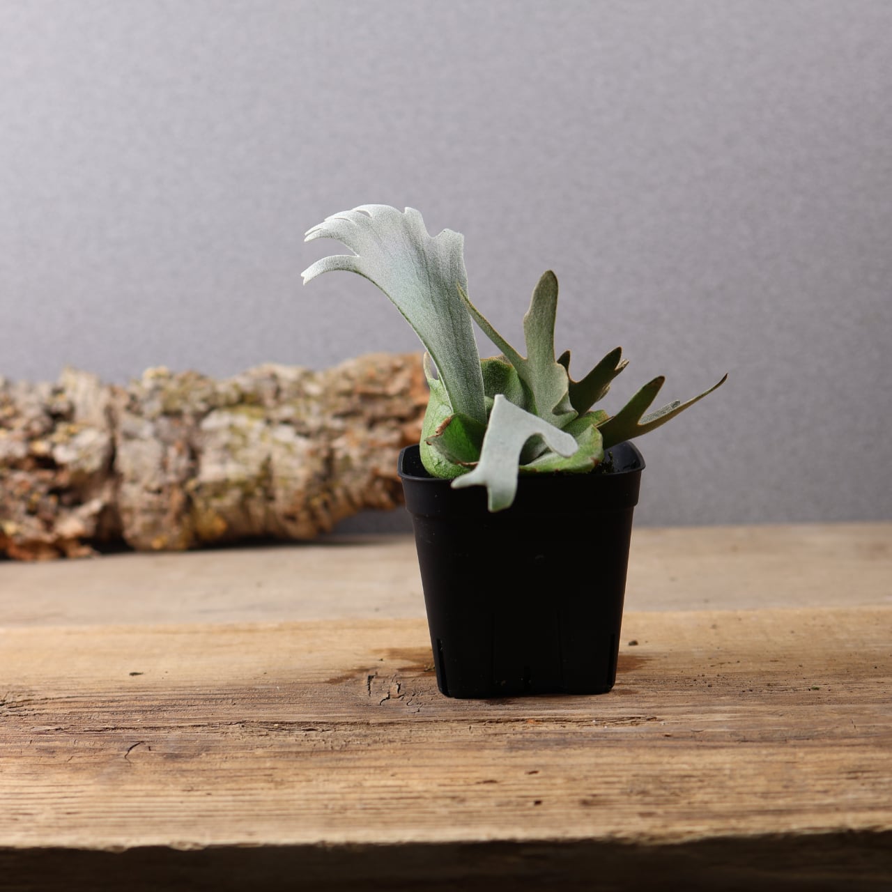 603『ビカクシダ ナノ Nano』 観葉植物【送料無料】 | MARX PLANTS