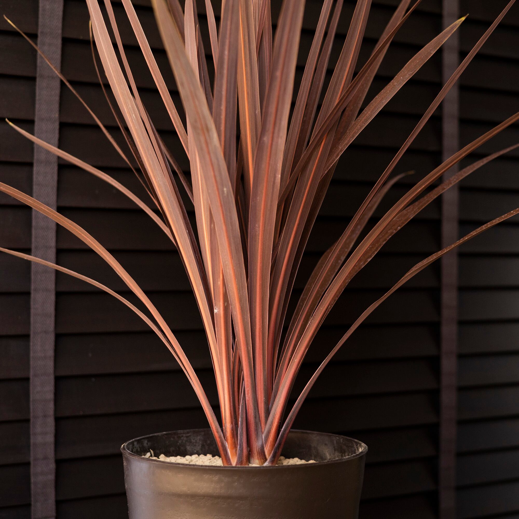 ⑭　コルジリネ　レッドスター　9号　4本立ち　最高等級 現品発送】コルジリネ(コルディリネ) レッドスター9号 樹高1.3