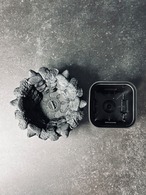 怪獣（浅型）sizeS