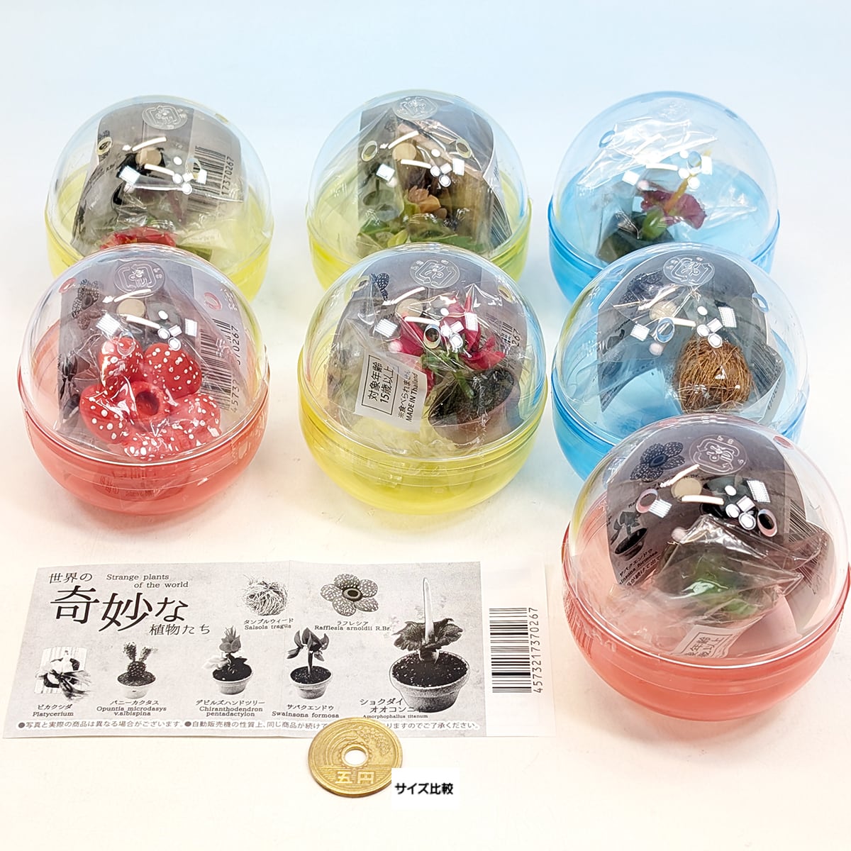 つぶつぶな世界 電撃加入】「限界」のぐちつぼがZETA DIVISIONへ！「まずは雑巾がけ