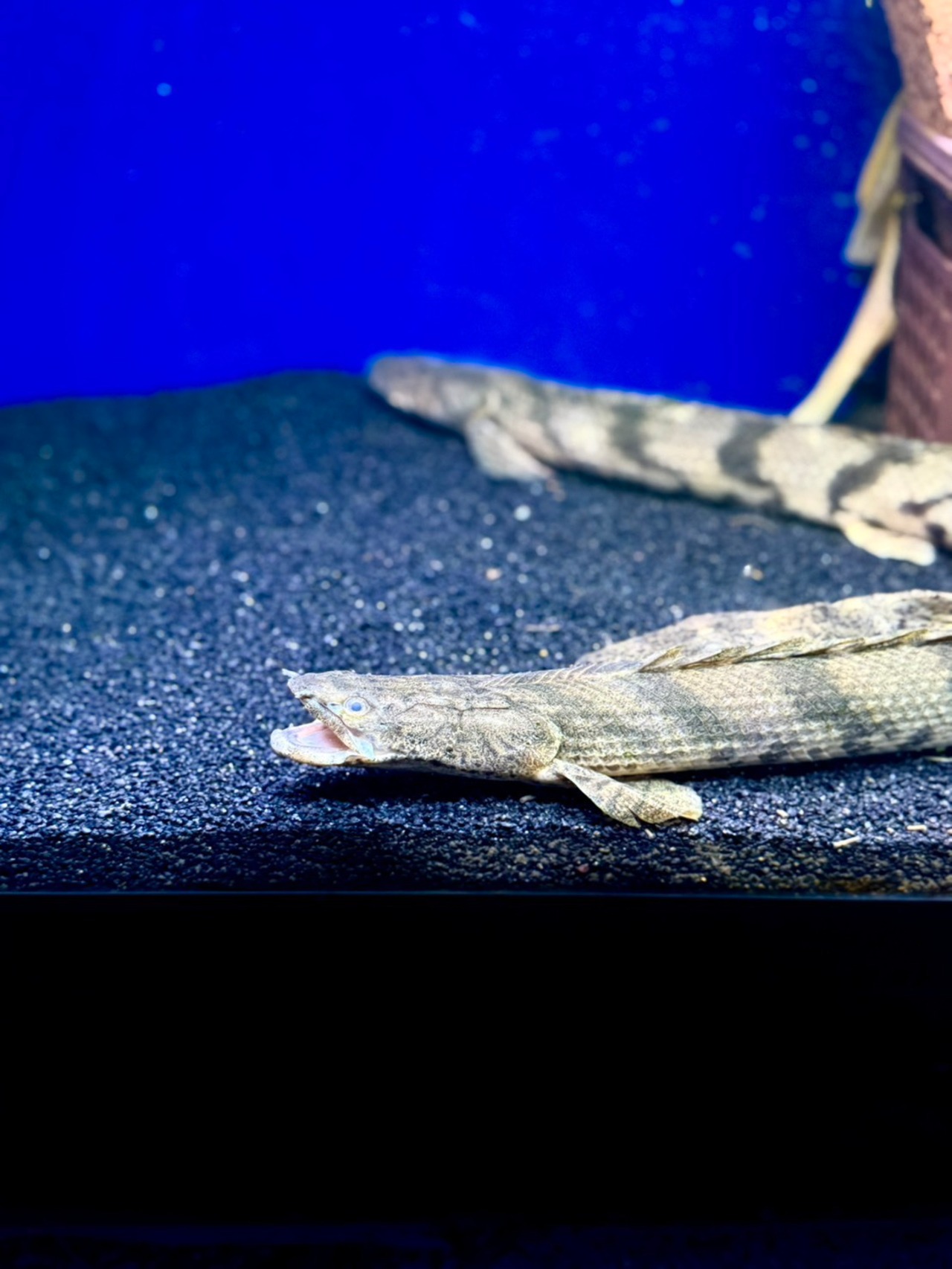 ワイルドエンドリケリー（IIARO産） - 9