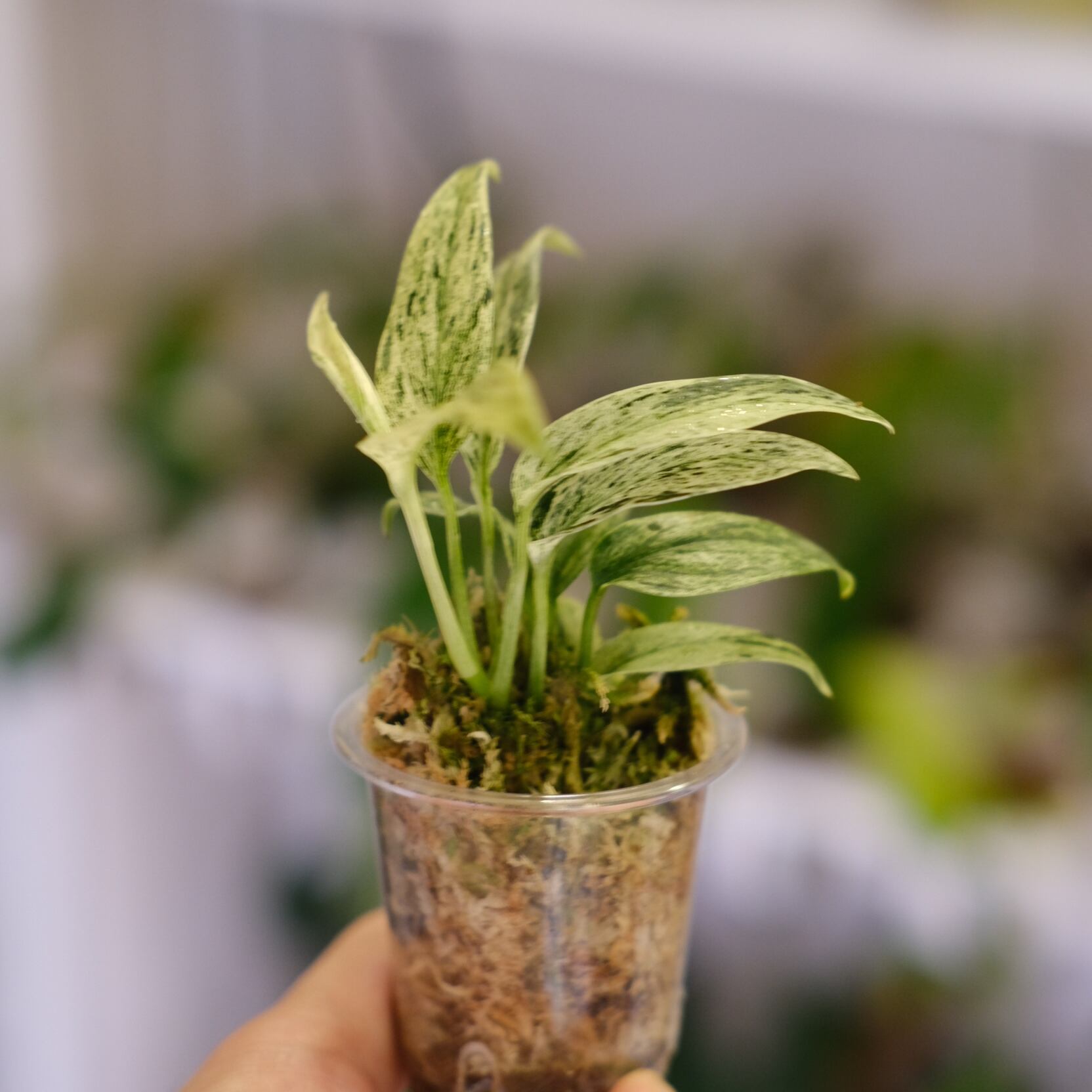 Scindapsus Mutiara│スキンダプサス ムティアラ② Scindapsus Mutiara│スキンダプサス ムティアラ│観葉植物