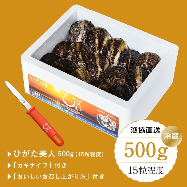 生牡蠣　ひがた美人 500ｇ（15粒程度）【冷蔵】／漁協直送