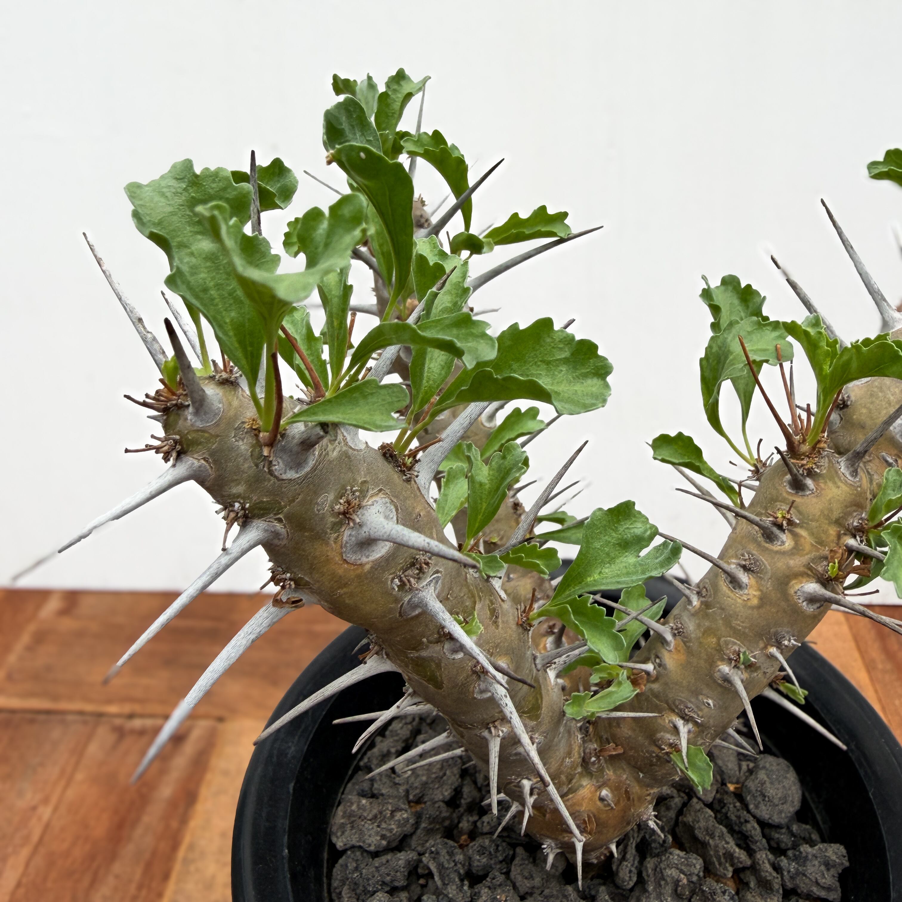 Sarcocaulon crassicaule【サルコカウロン・クラシカウレ】 | RIMO'S