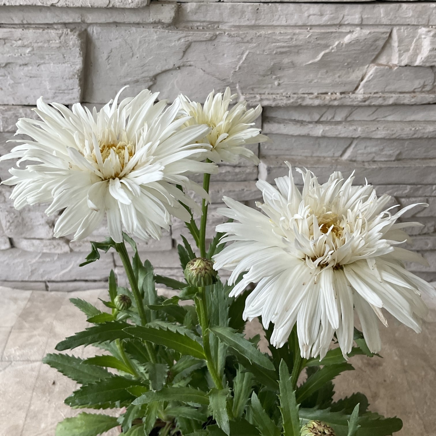 観葉植物】カンナ シュトゥットガルト | 橋本種苗園