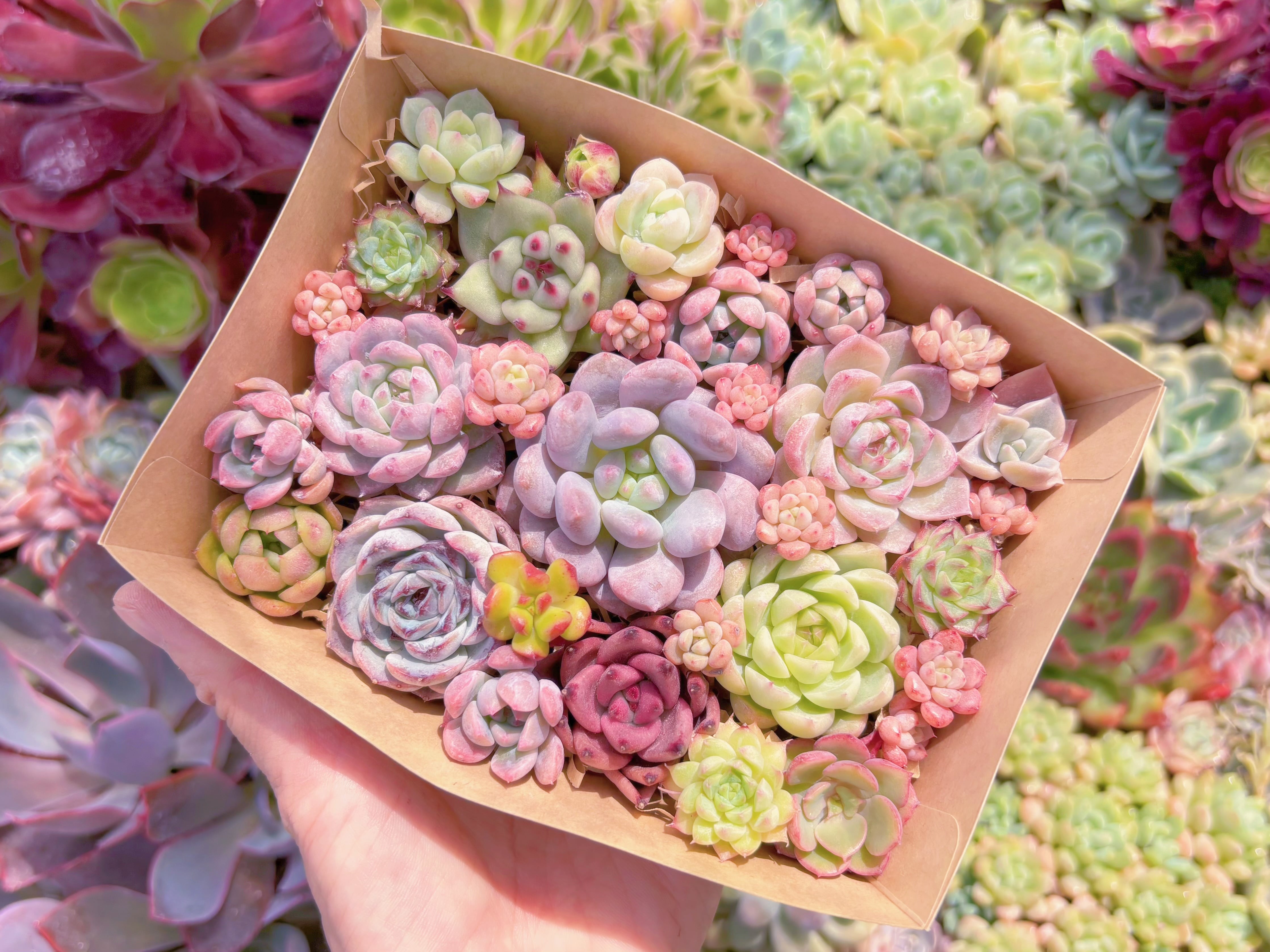 現品　寄せ植えセット#F238　るる農園