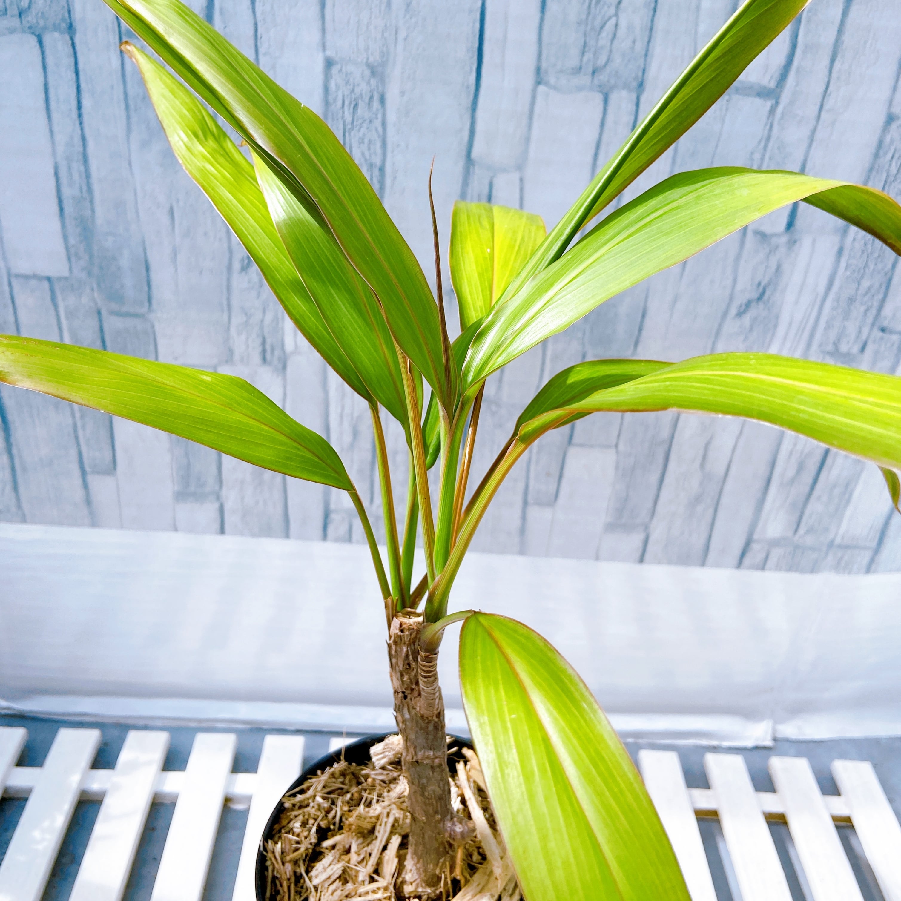 ハワイ産沖縄育ちの/