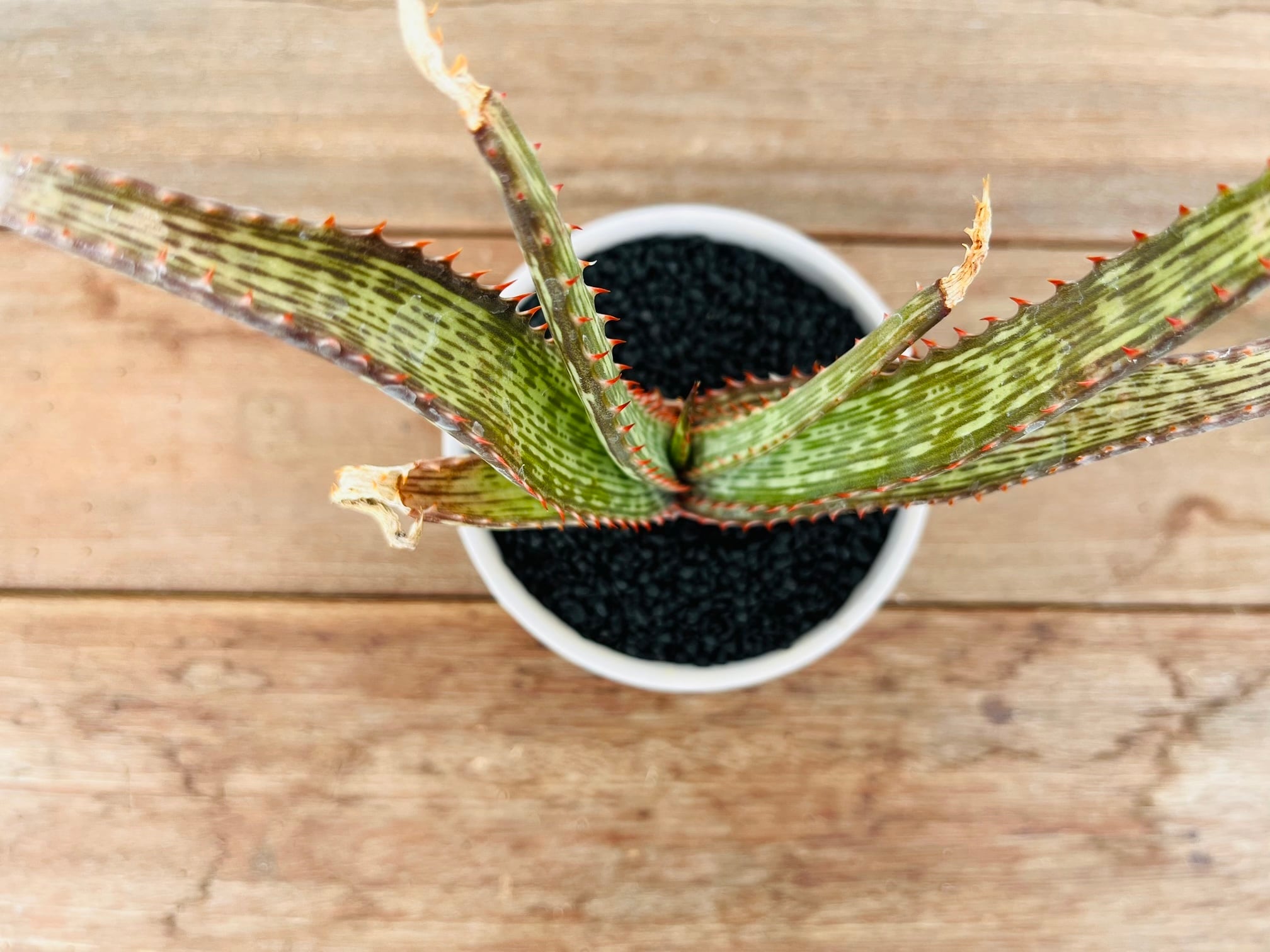Aloe branddraaiensis アロエ ブランドレイエンシス | plants MARU