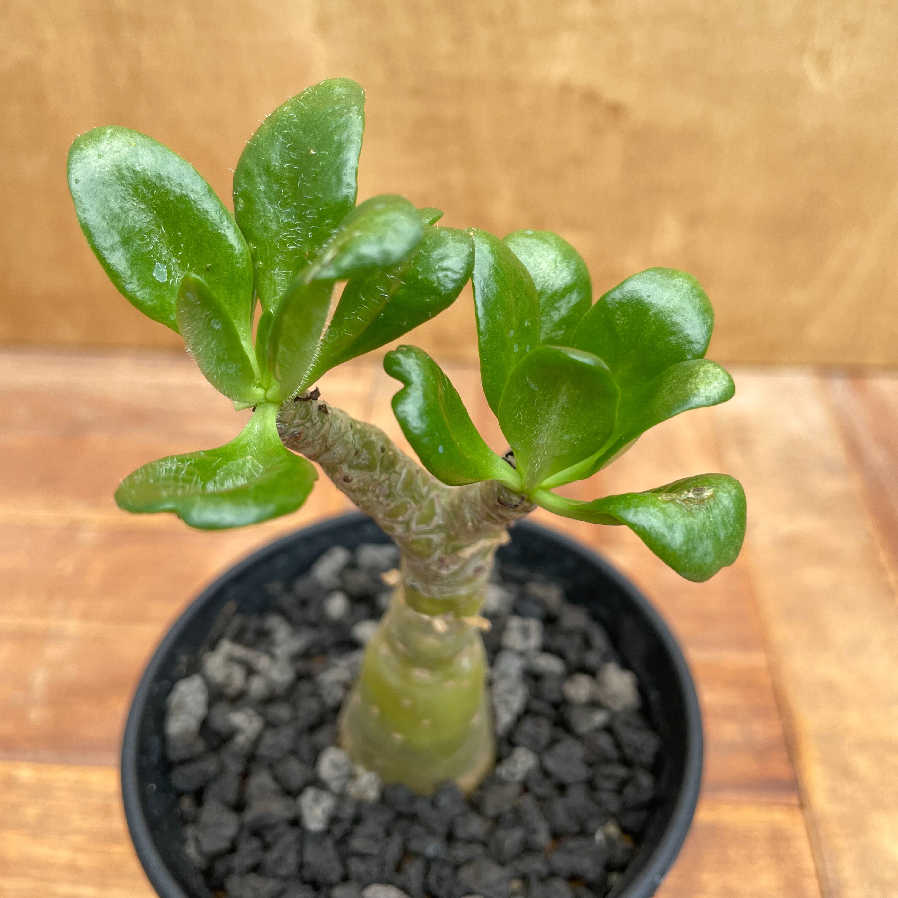 チレコドン パニクラータス 燃え上がり 阿房宮 実生 