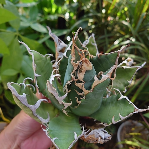 アガベ チタノタ オアハカ Agave titanota Oaxaca 17