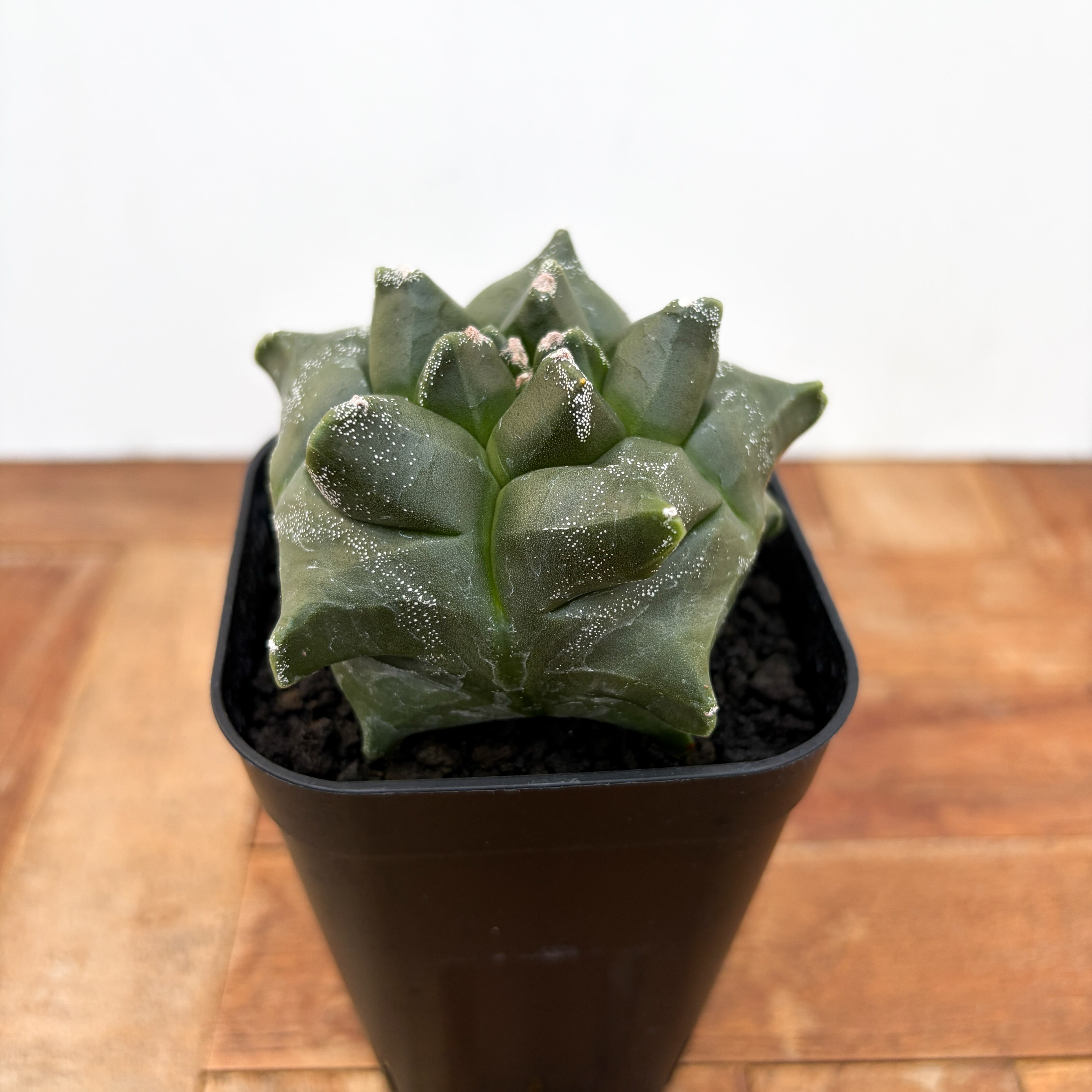 Astrophytum myriostigma var. nudum 【アストロフィツム・金平糖