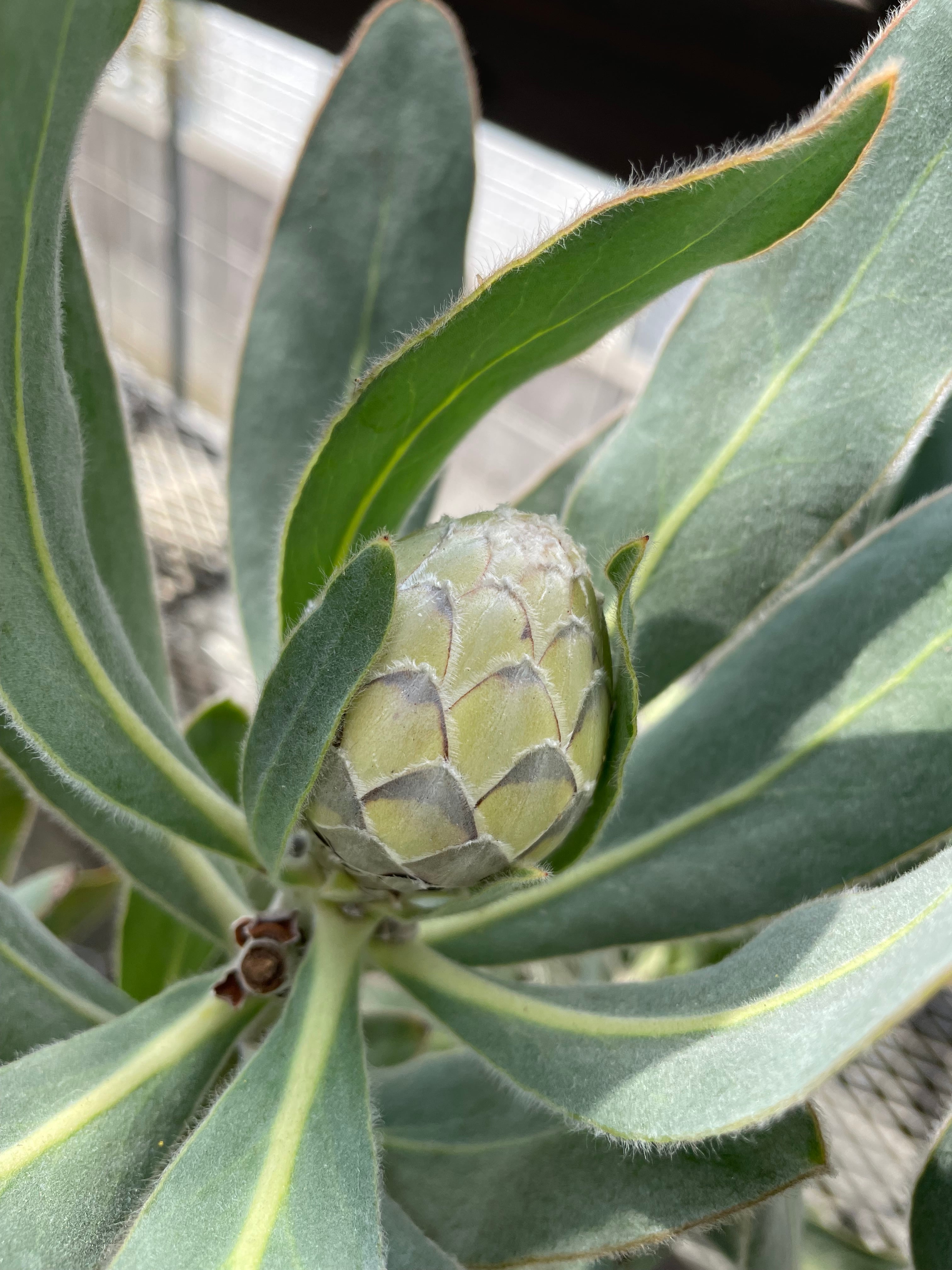 プロテア スサラ　1 プロテア スサラ① | 沼ノ上農園