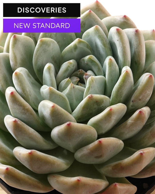 【NEW-STANDARD】 水耕栽培苗 白無常 XL Echeveria 'White Useless'