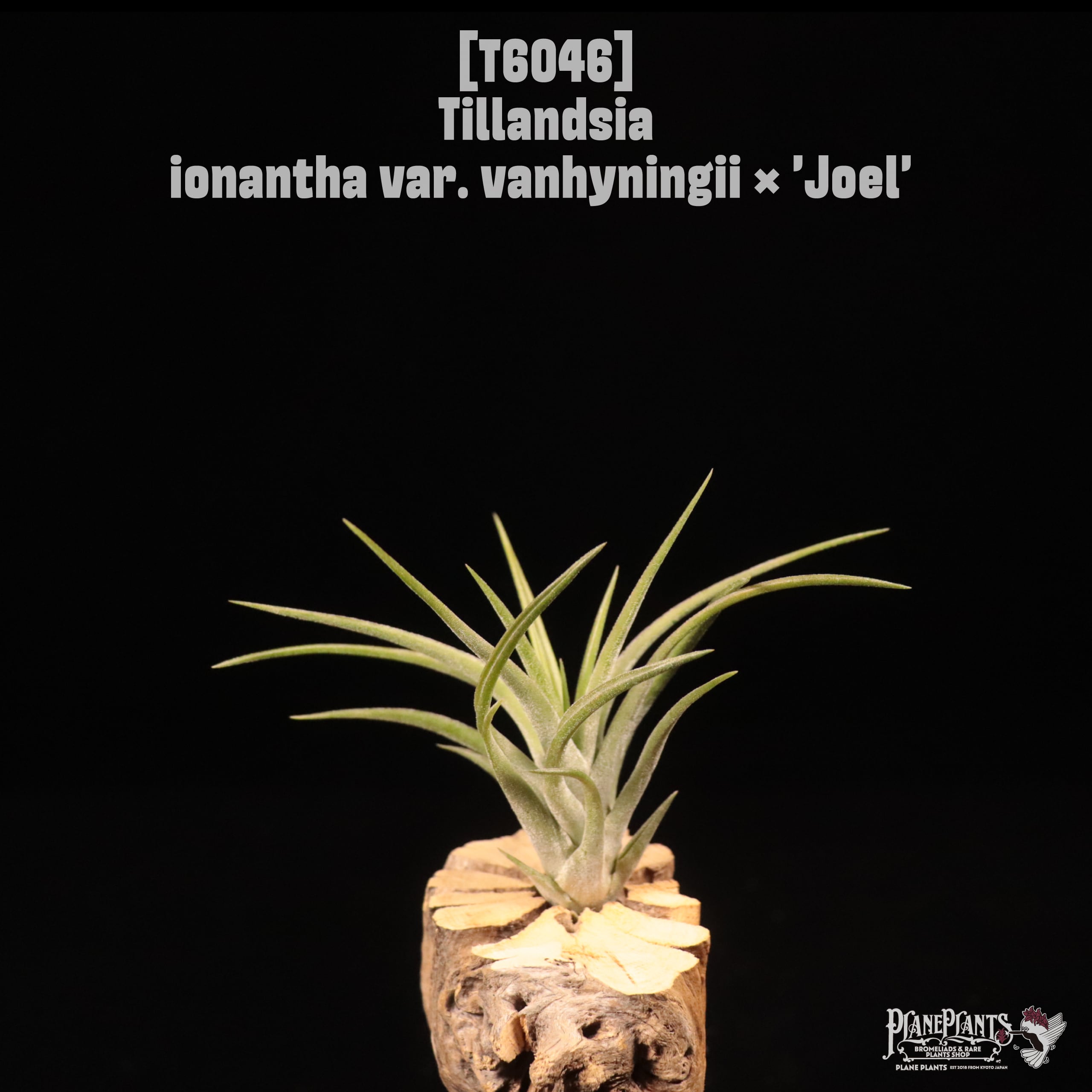 Tillandsia ionantha var. vanhyningii × 'Joel' 〔ティランジア〕T6046