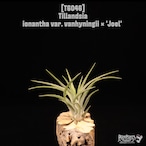 Tillandsia ionantha var. vanhyningii × 'Joel' 〔ティランジア〕T6046