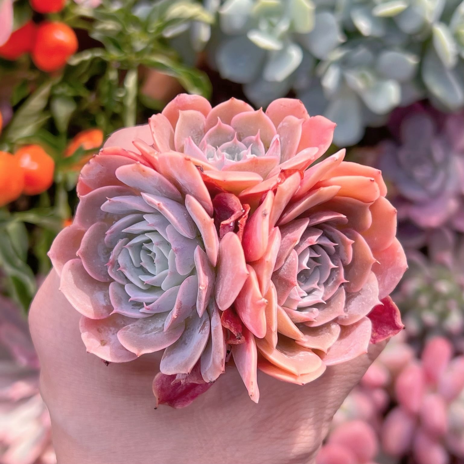 多肉植物　天賜群生　新入荷　るる農園