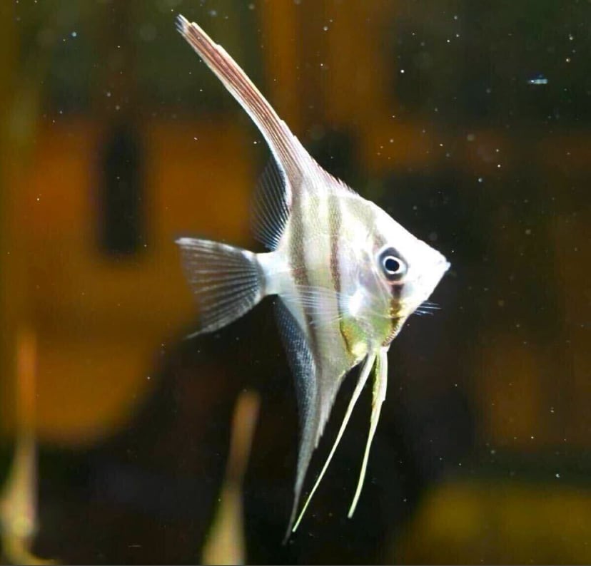 産卵中4匹セット】ネグロアルタムエンゼル サンタイザベル ブリードもの