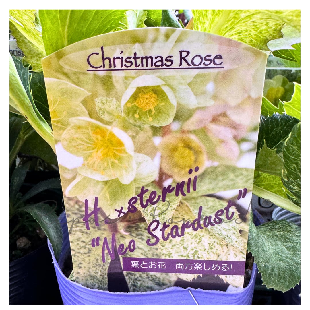 クリスマスローズ:ステルニー・ネオ・スターダスト(3.5号)松村ナーセリー 原種系 カラーリーフ クリスマスローズ苗 冬の花 多年草 耐寒性 カラフル 花壇 寄せ植え