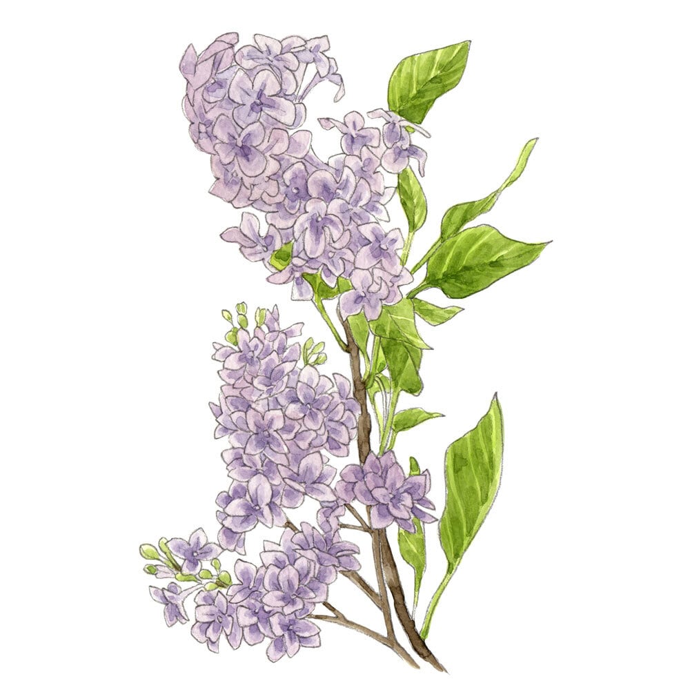 4月16日 ライラック | 365日の誕生花