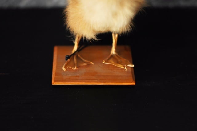 アヒルのひな剥製