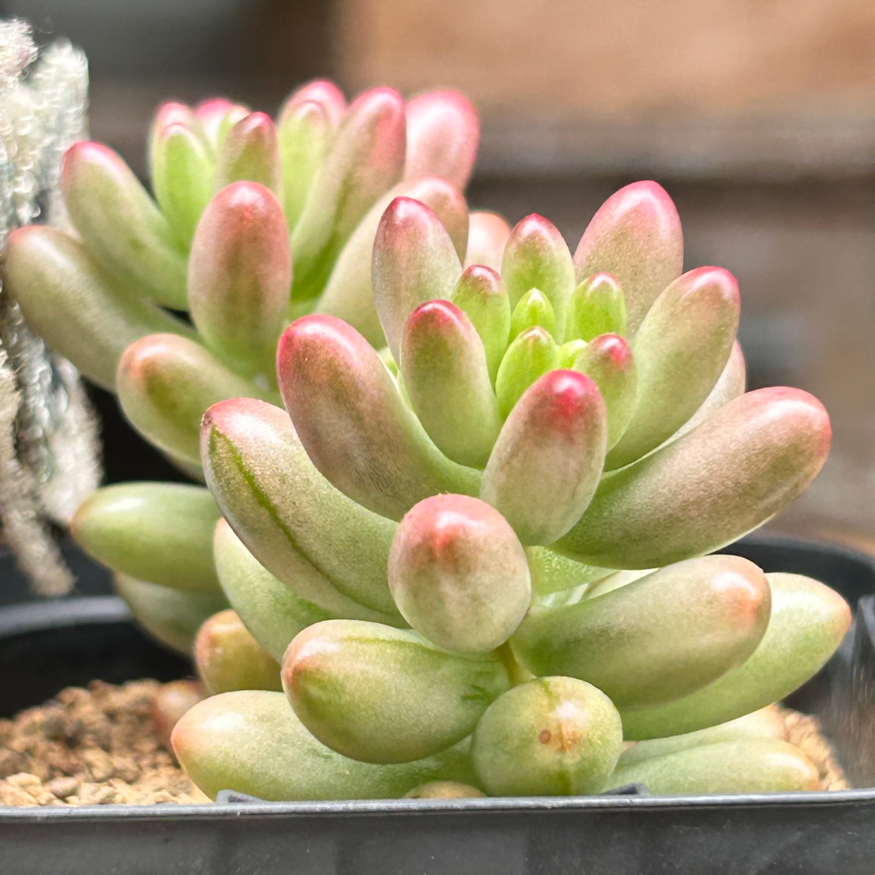 クラウゼン錦 セダム | RuPo 多肉植物専門店