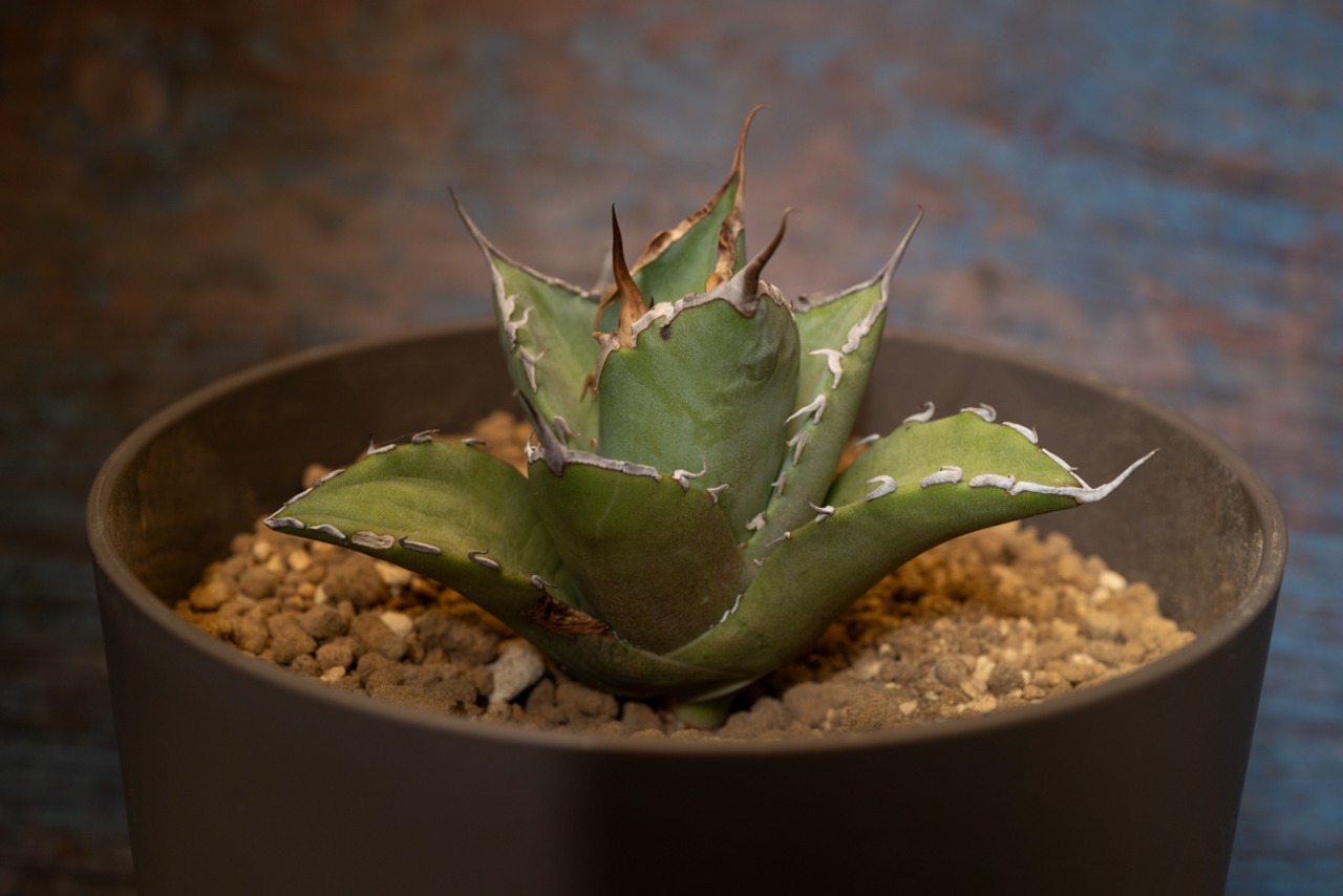 アガベ チタノタ Bone spine⑤ 画像2