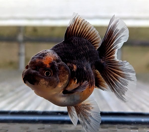 金魚 | らん弐ちゃんファーム