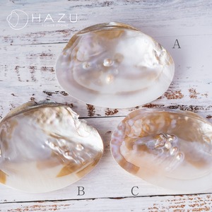 天然シェルのお皿