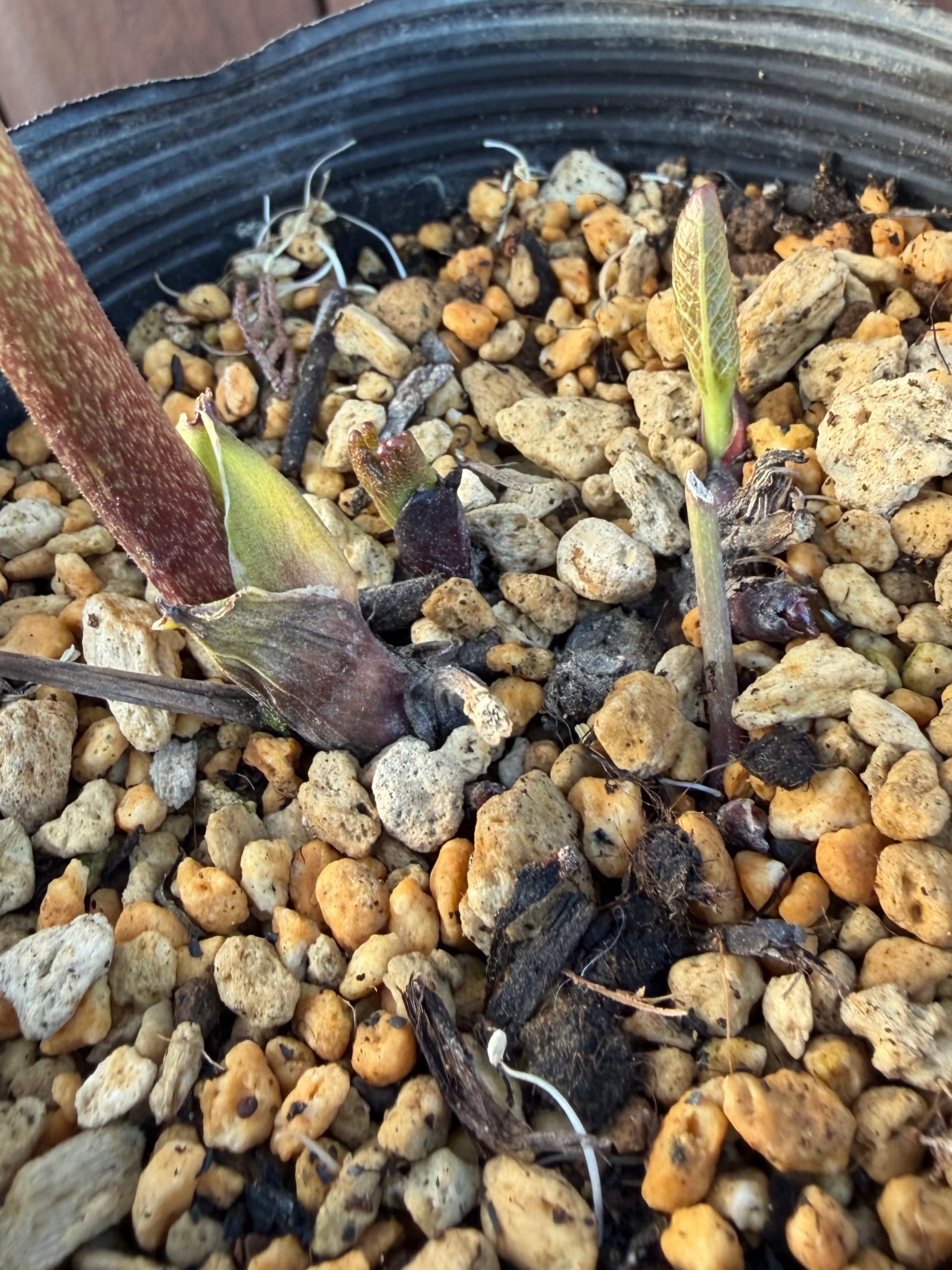 グロッシー☆カラー ローズピンク 加藤農園 クリスマスローズ【Ka103