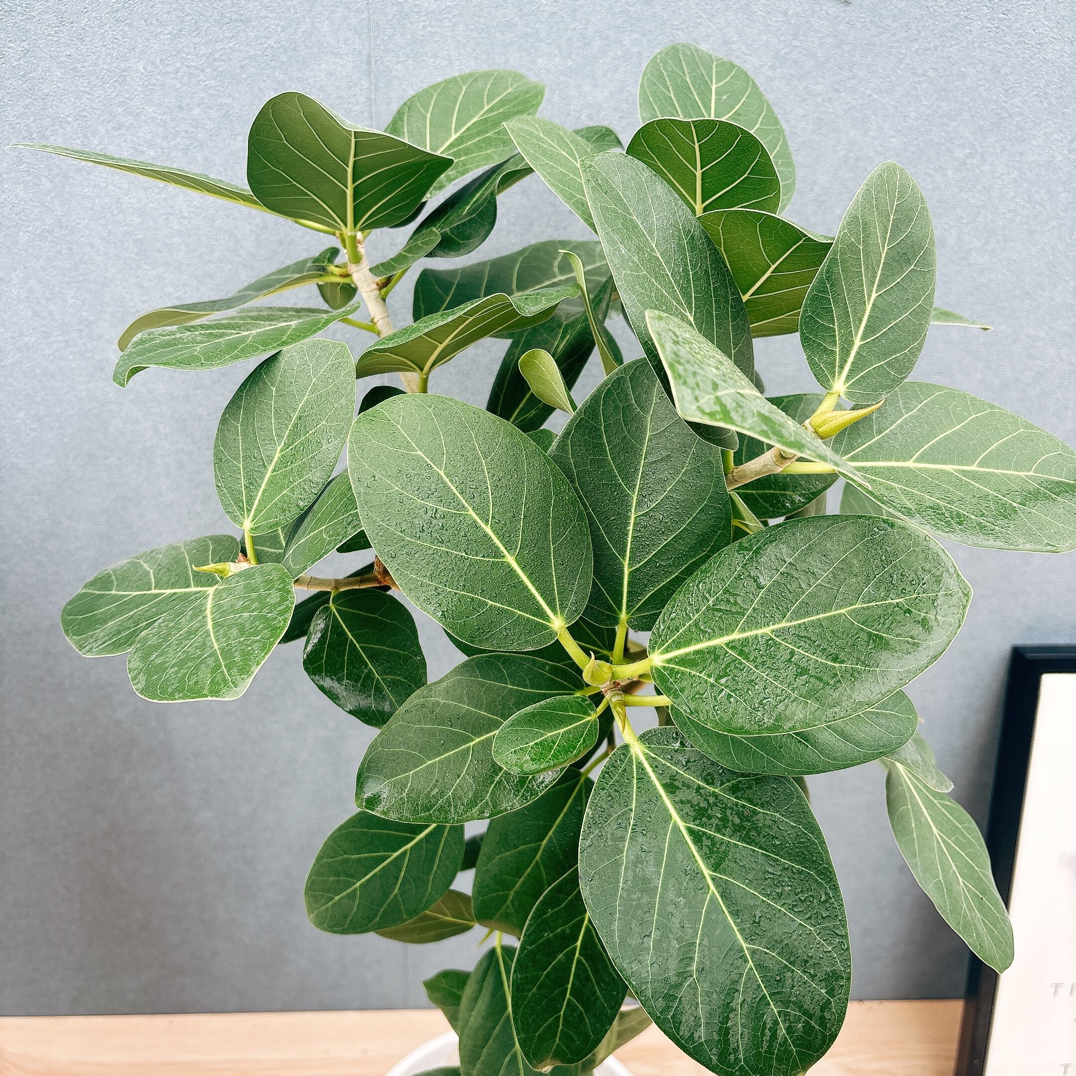 現品］G フィカス ベンガレンシス 曲がり 8号 観葉植物 室内 大型 ゴム