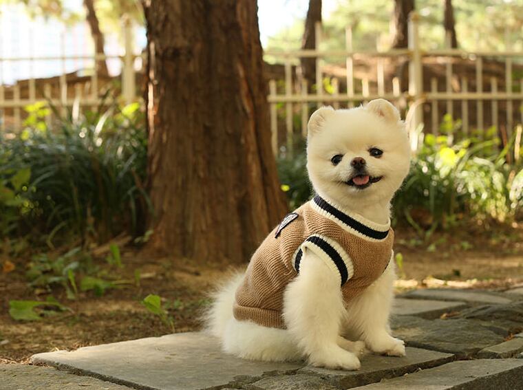 【SALE】 school knit vest XS ~ XL 3color  /  犬の服 秋冬 新作 裏起毛 暖かい チョッキ ニットベスト 犬服 シンプル ドッグウェア 猫 犬 袖なし 小型犬 中型犬 top101