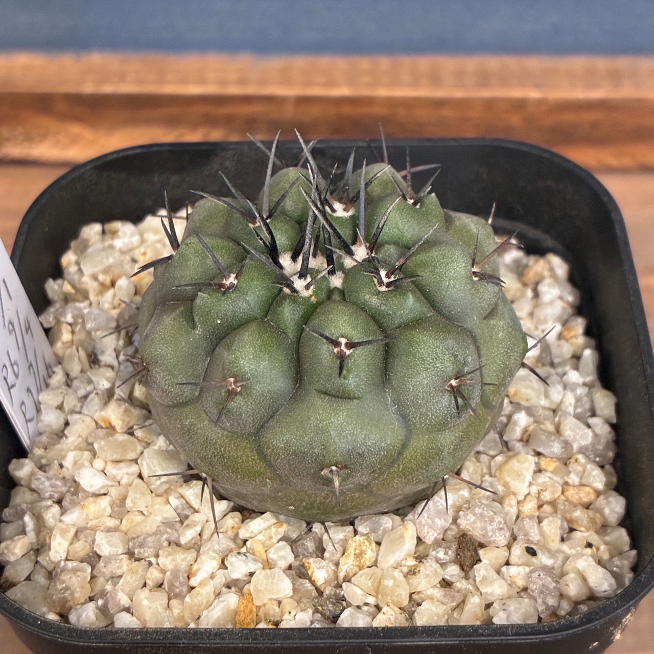 【新着3日限定10%OFF】【Copiapoa】サボテン コピアポア 黒王丸 実生【362】